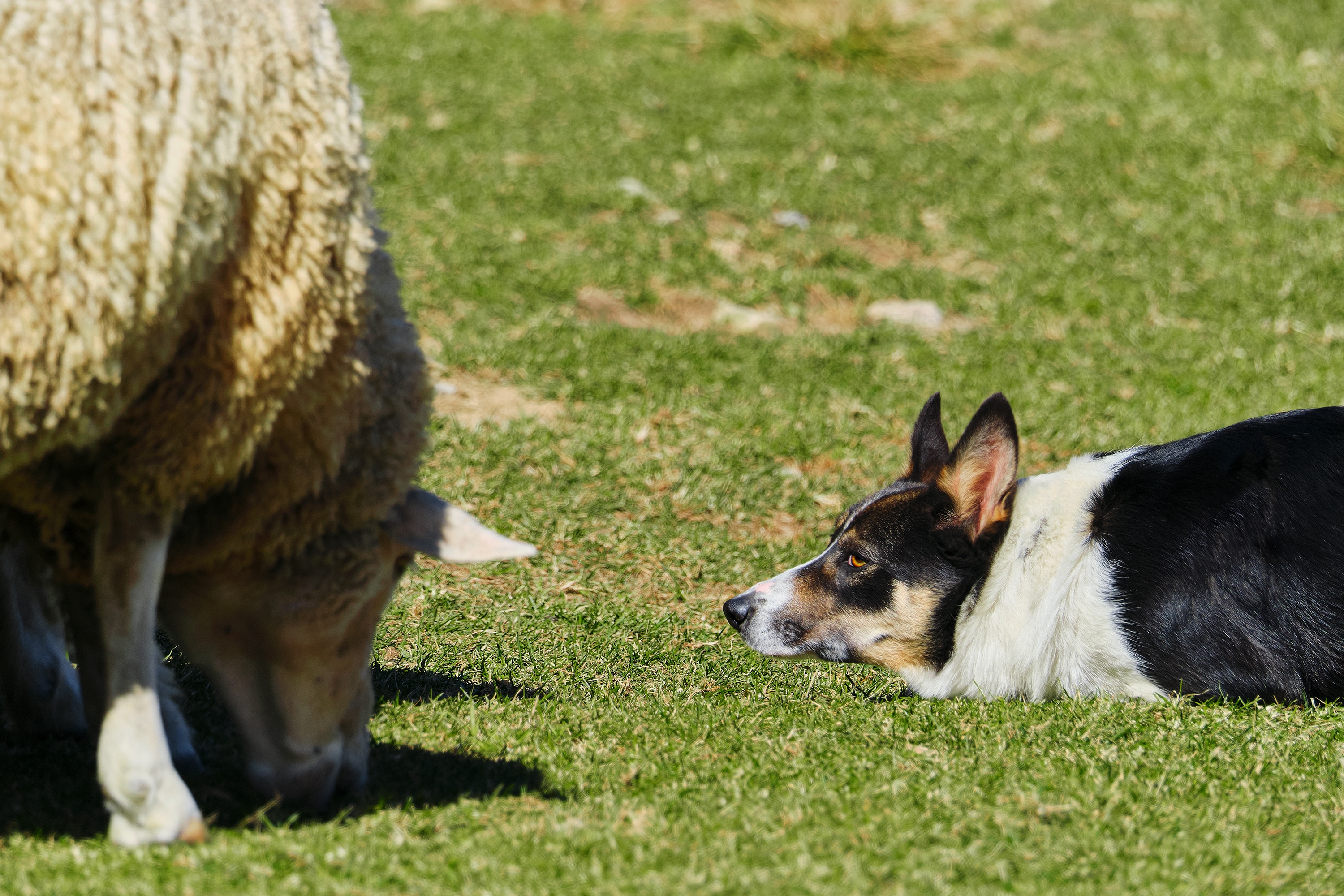 Border Collie lying in the grass intently watching a grazing sheep at Samyang Ranch.