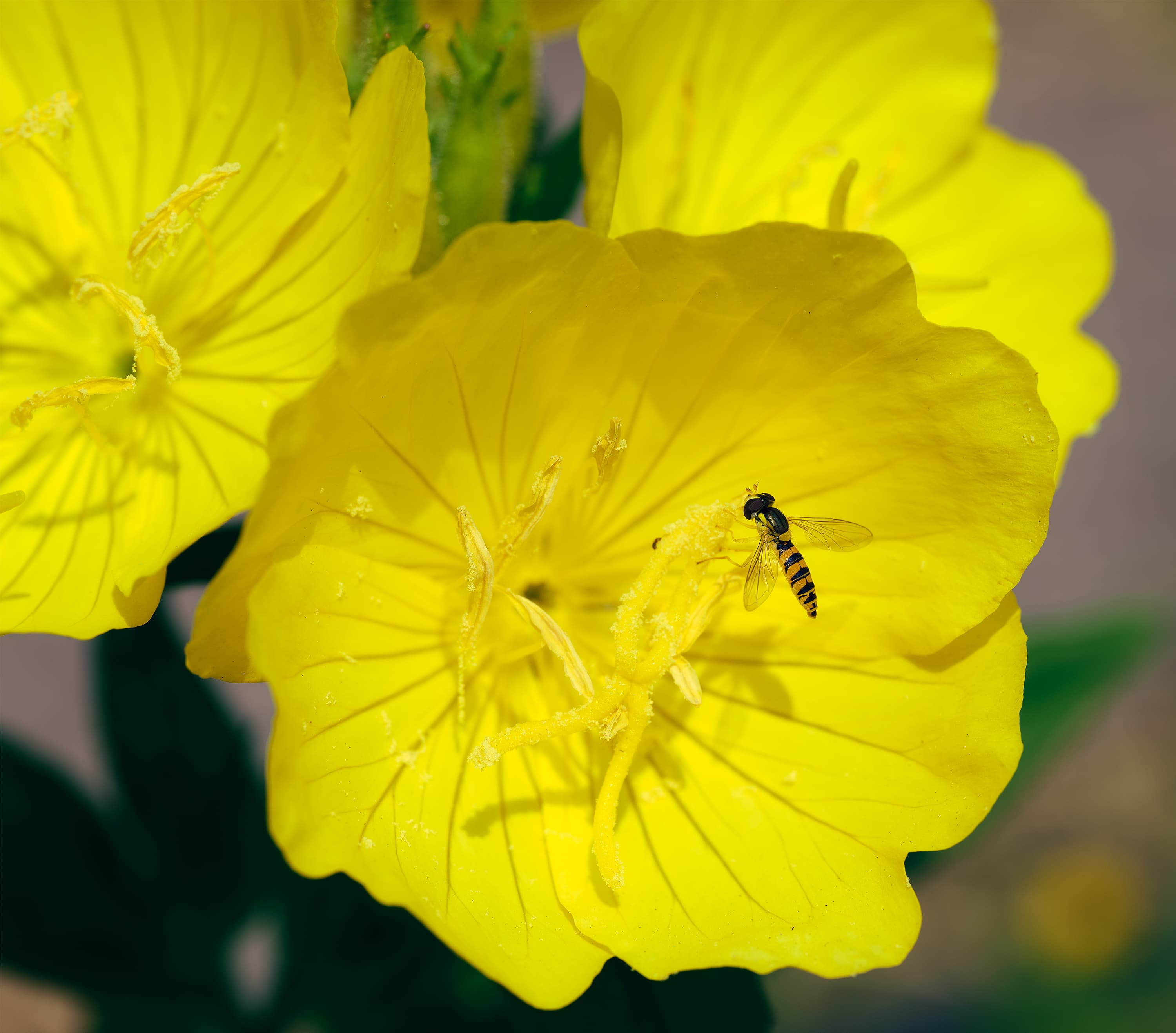 A black and yellow hoverfly resting on the center of a bright yellow evening primrose flower, with a second flower visible in the background.
