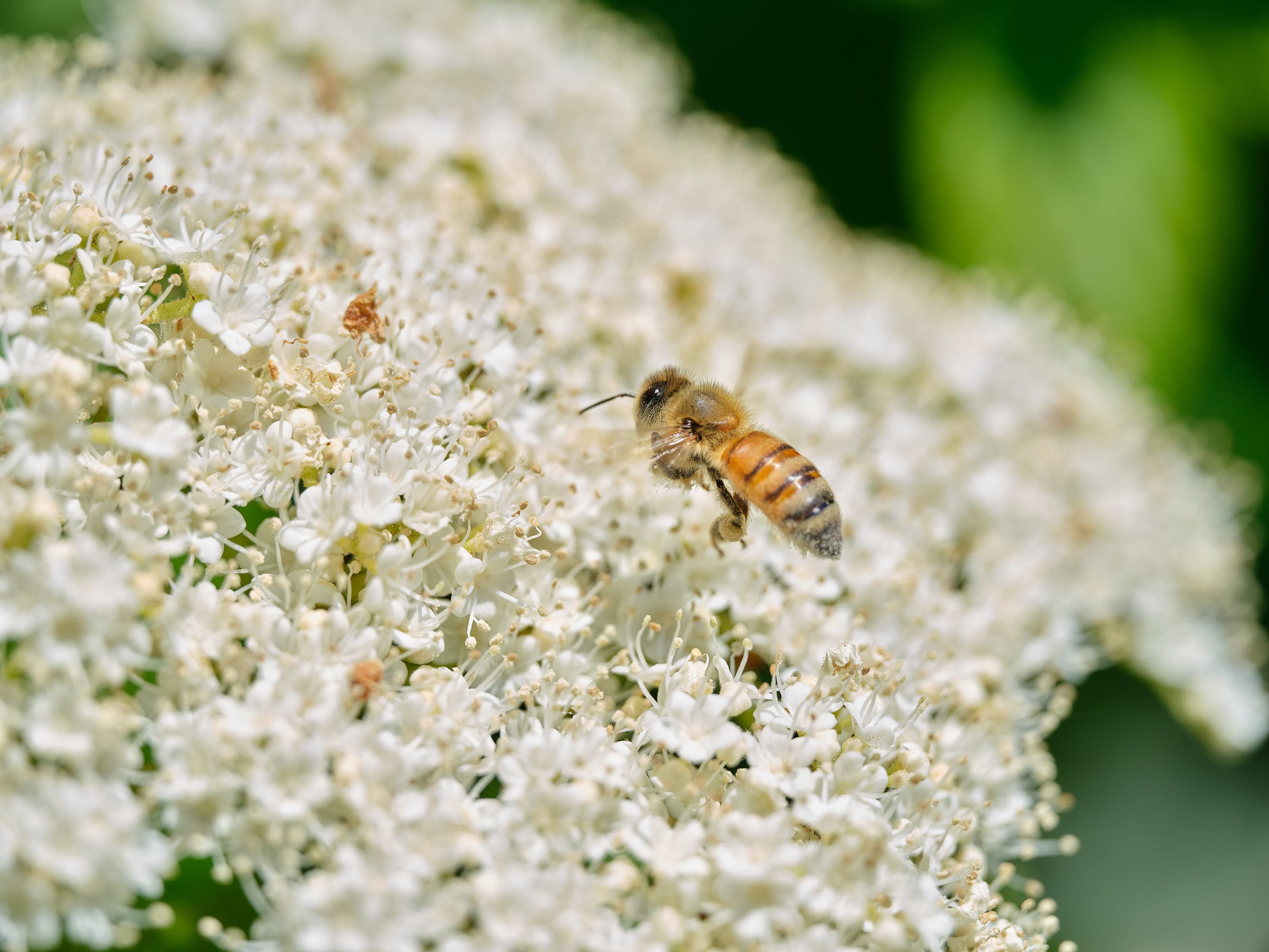 A honeybee with an amber and black striped abdomen feeding on a dense, domed cluster of small white flowers, against a blurred green background.