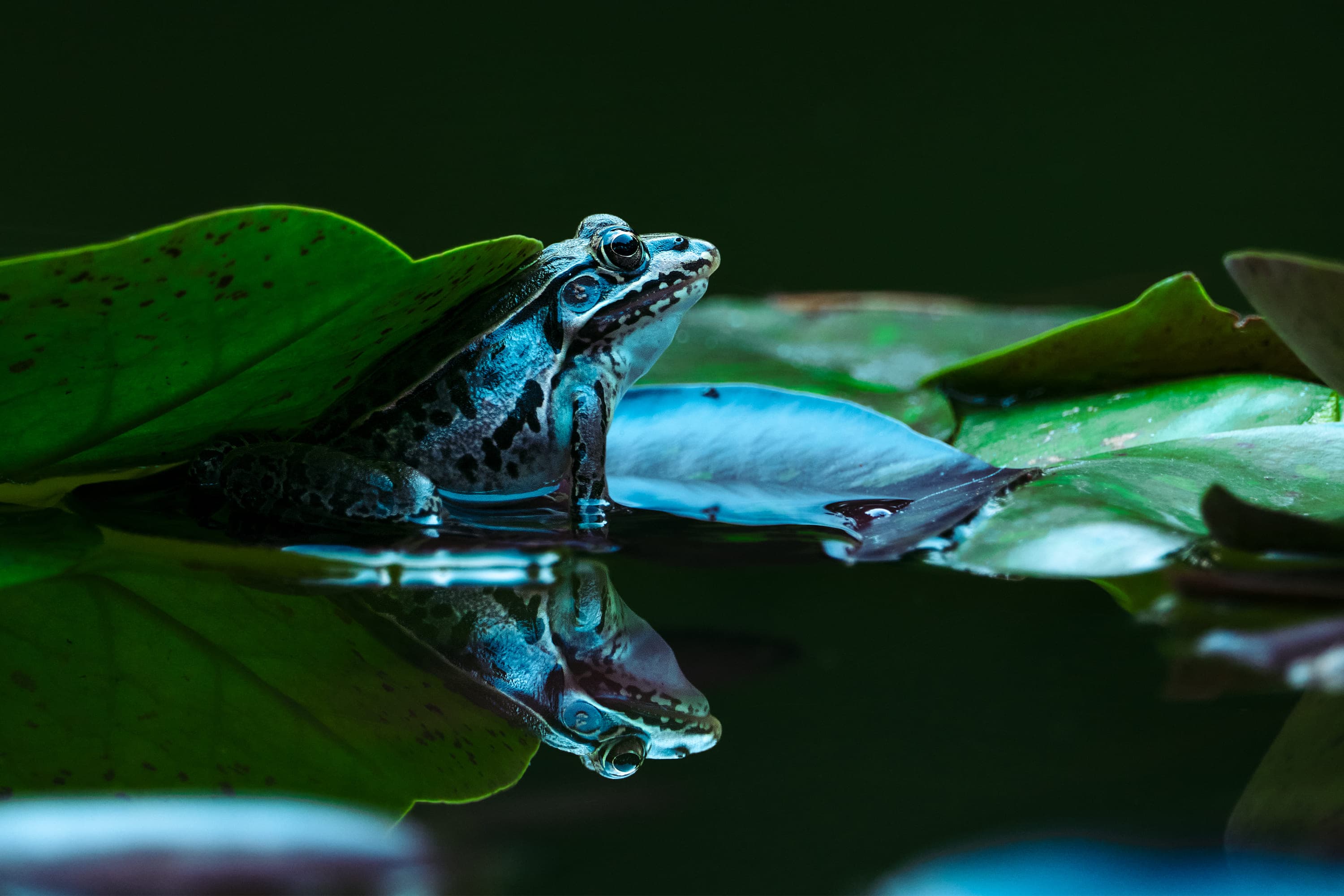 A mottled green and brown frog rests at the still surface of a dark pond among broad floating leaves, its body mirrored in the water below.