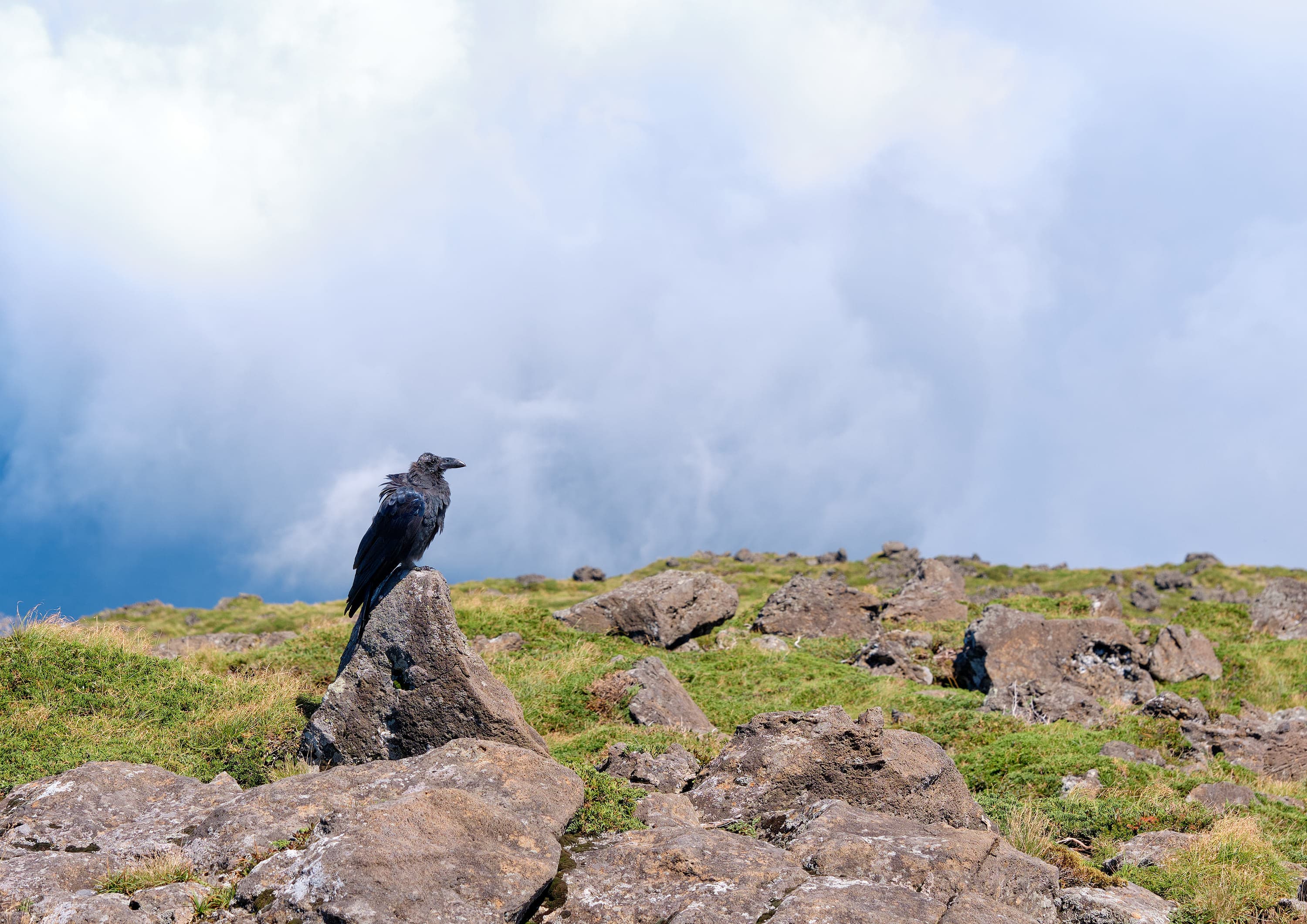 A black crow perched on a pointed rock at a grassy, rocky mountaintop, with low cloud filling the sky behind it.