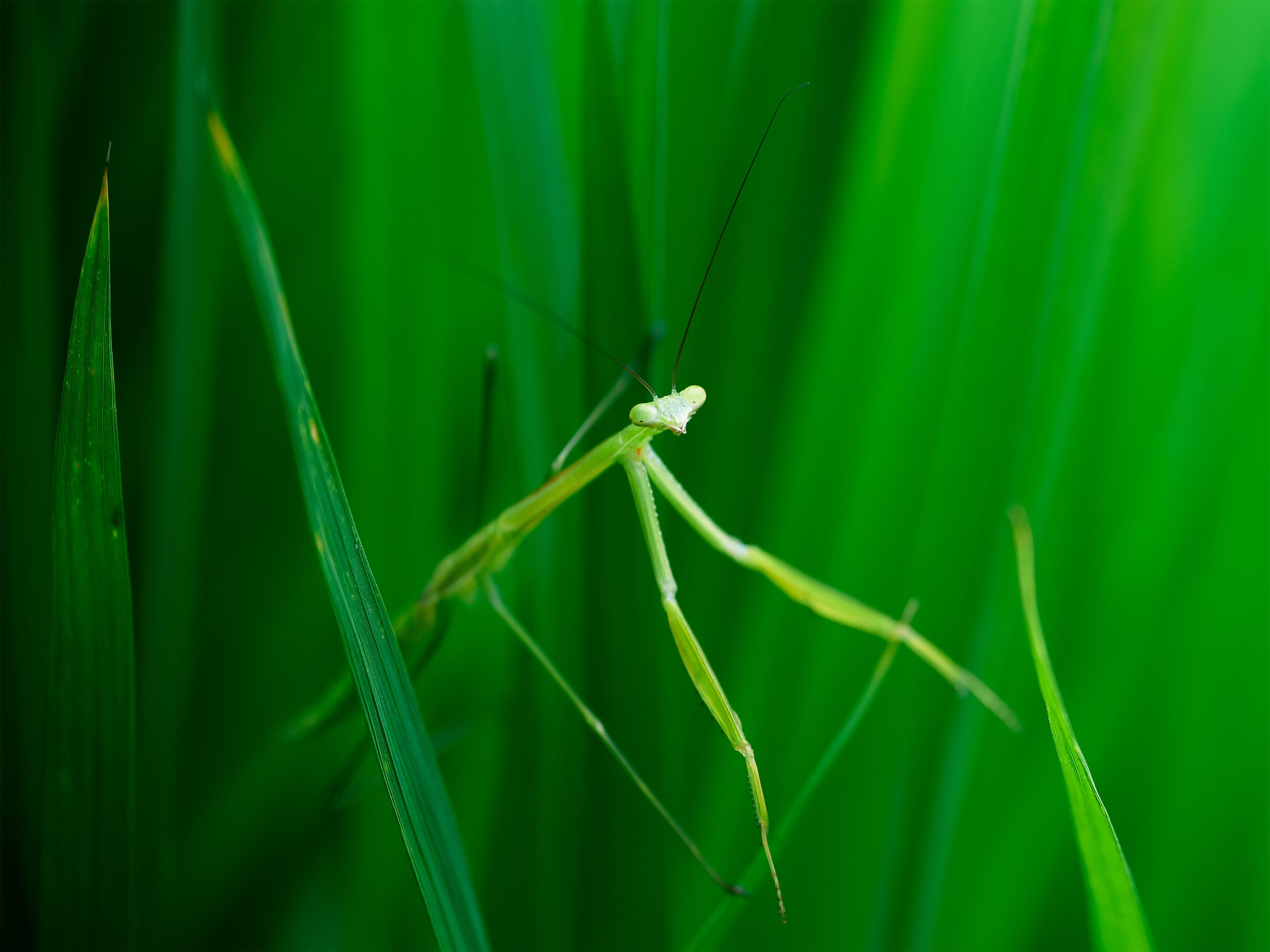 A slender green praying mantis grips a blade of grass, its long antennae raised, against a deep green background of out-of-focus leaves.