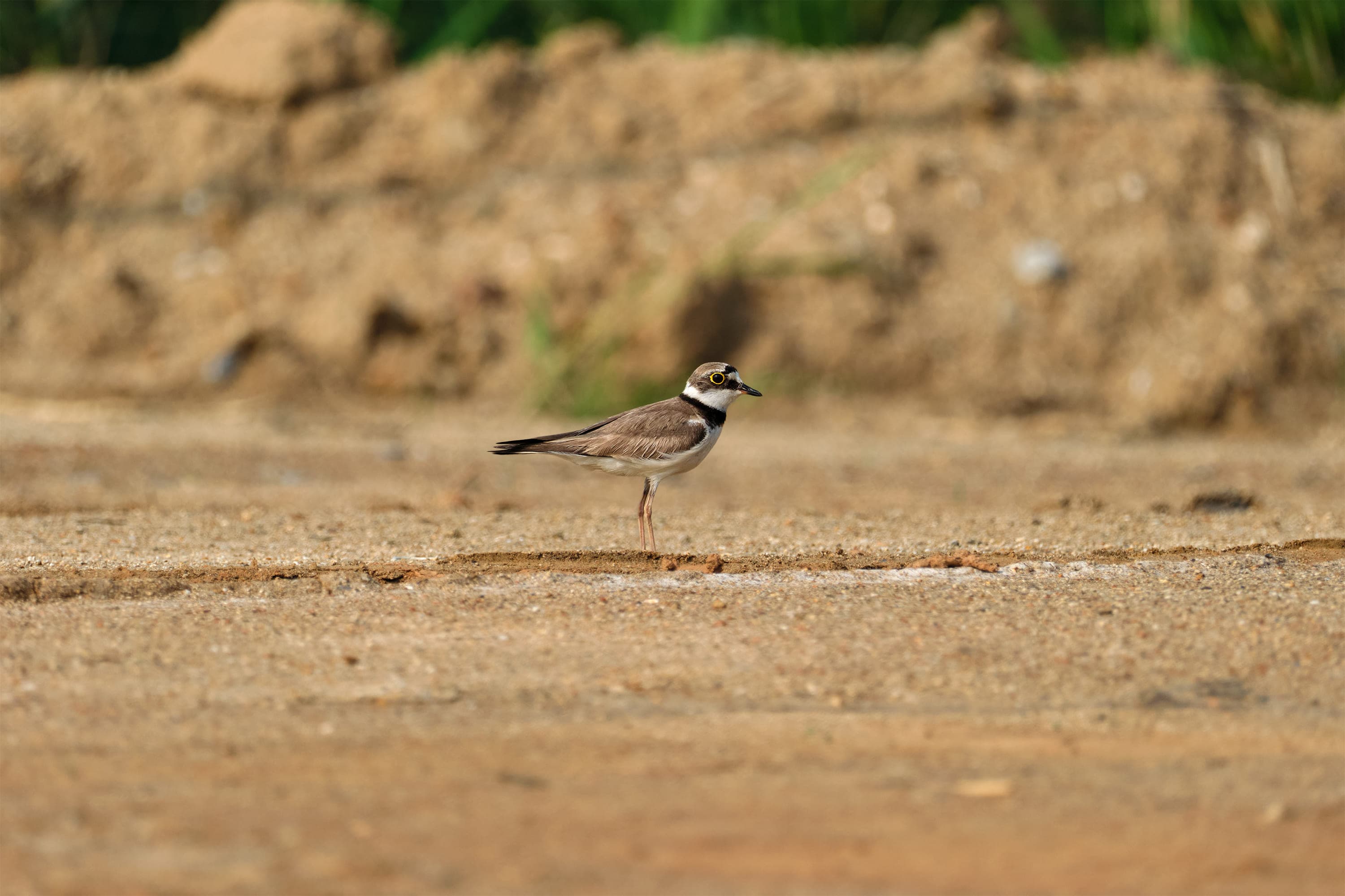 A small plover with a brown back, white front, a single dark band across its chest, a dark cap and a bright yellow ring around its eye, standing on open sand.