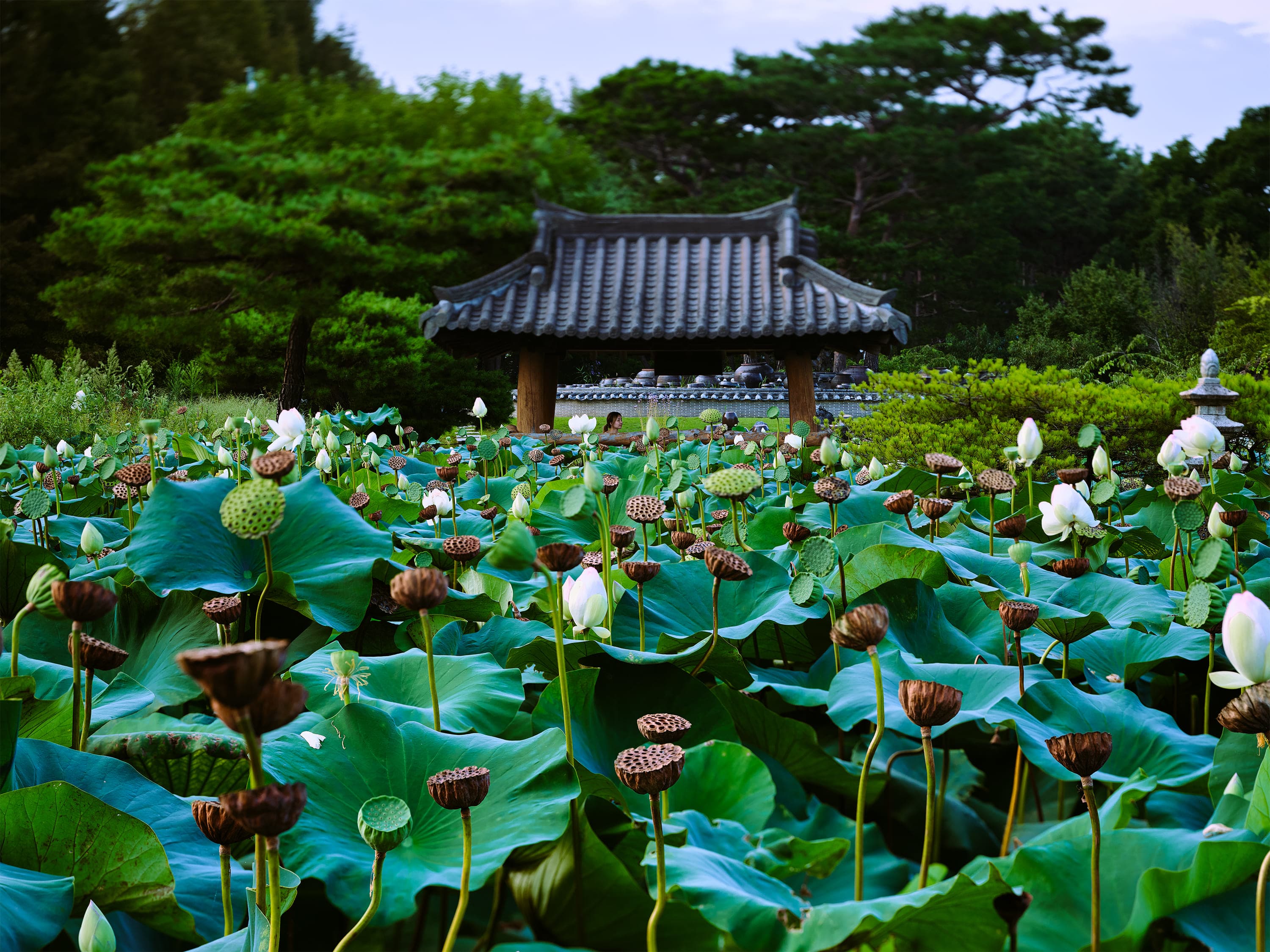A pond filled with broad lotus leaves, many brown seed pods on tall stems and a few white flowers, with a traditional tiled-roof pavilion and dark pine trees behind.