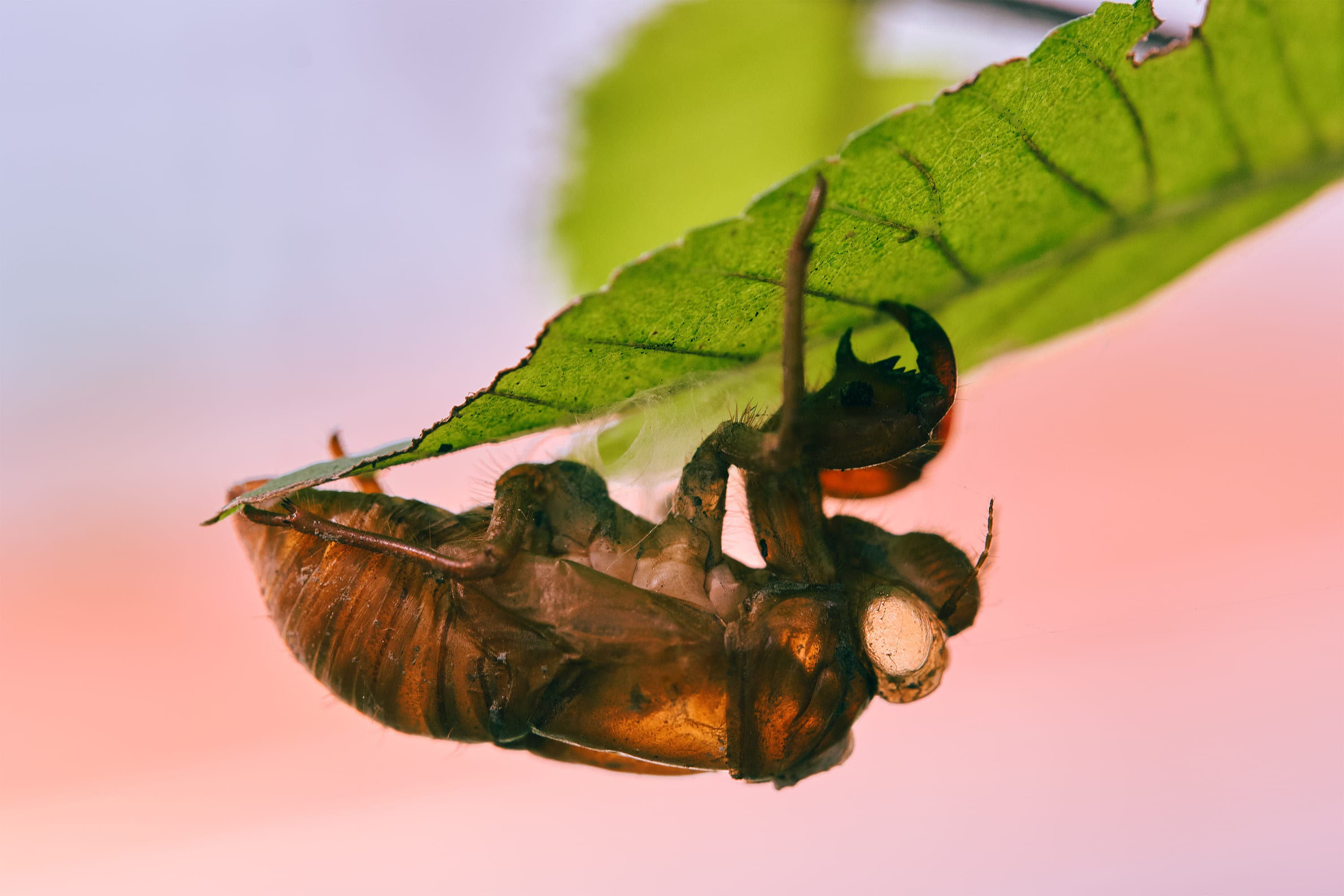 An empty brown cicada shell hangs upside down from the underside of a green leaf, its back split open with fine white threads trailing from the gap. Behind it the Han River is out of focus, pink and lilac in the light.