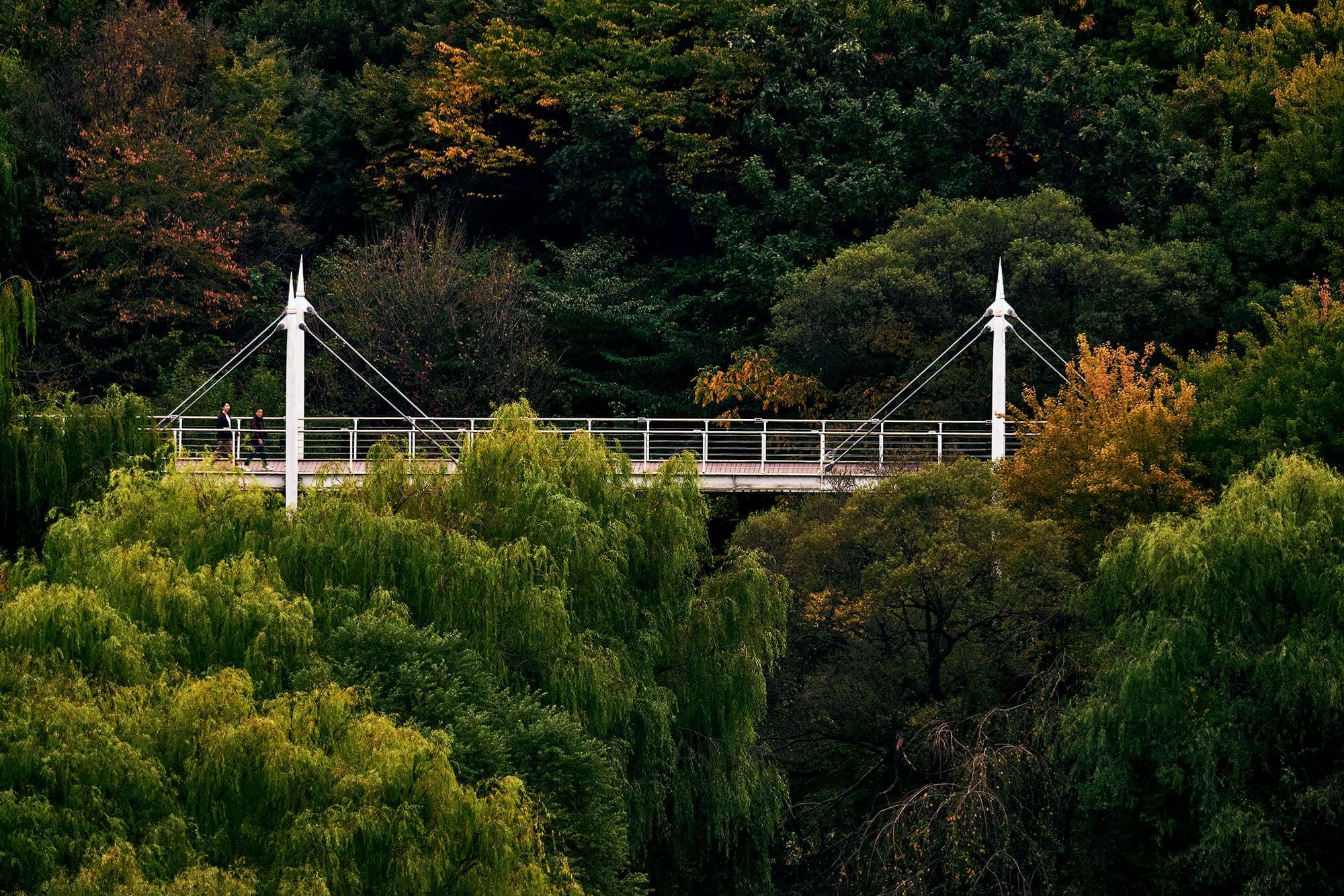 A white footbridge with two slender masts and steel cables crosses a wooded valley, two people walking along its deck, willows and trees just beginning to turn yellow and orange below and behind it.