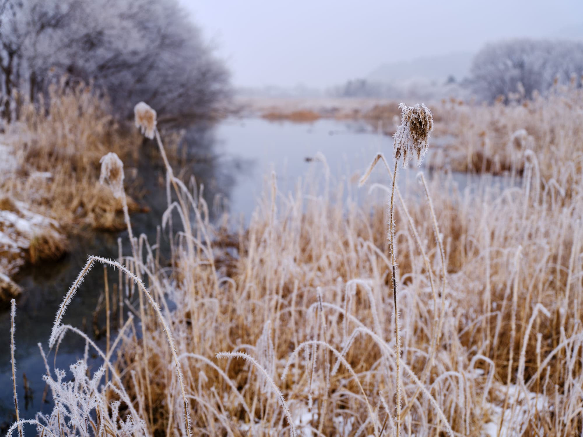 Hoarfrost on a branch in Gyeongancheon Wetland Ecological Park.