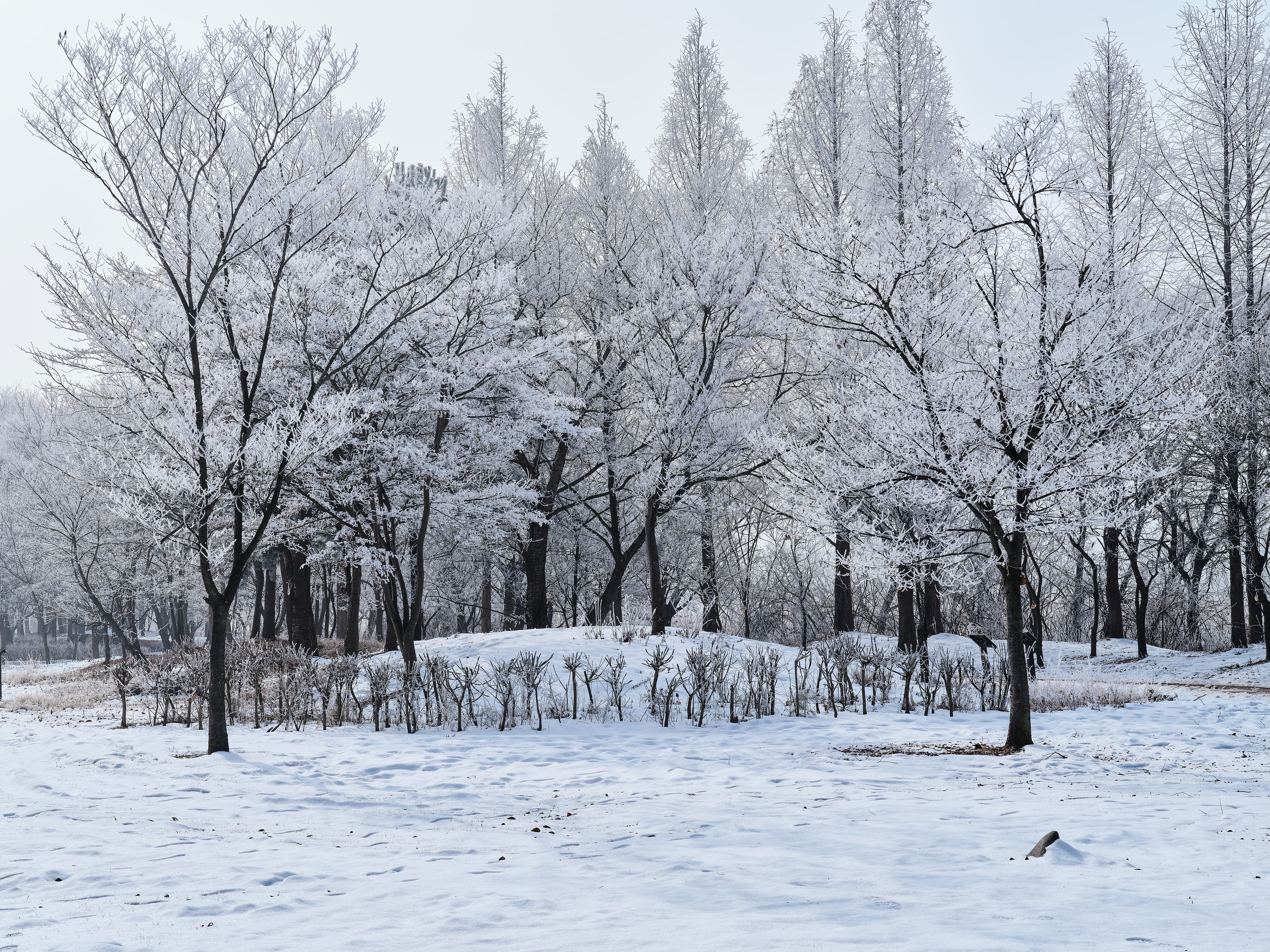 Frosted Trees in Gyeongancheon