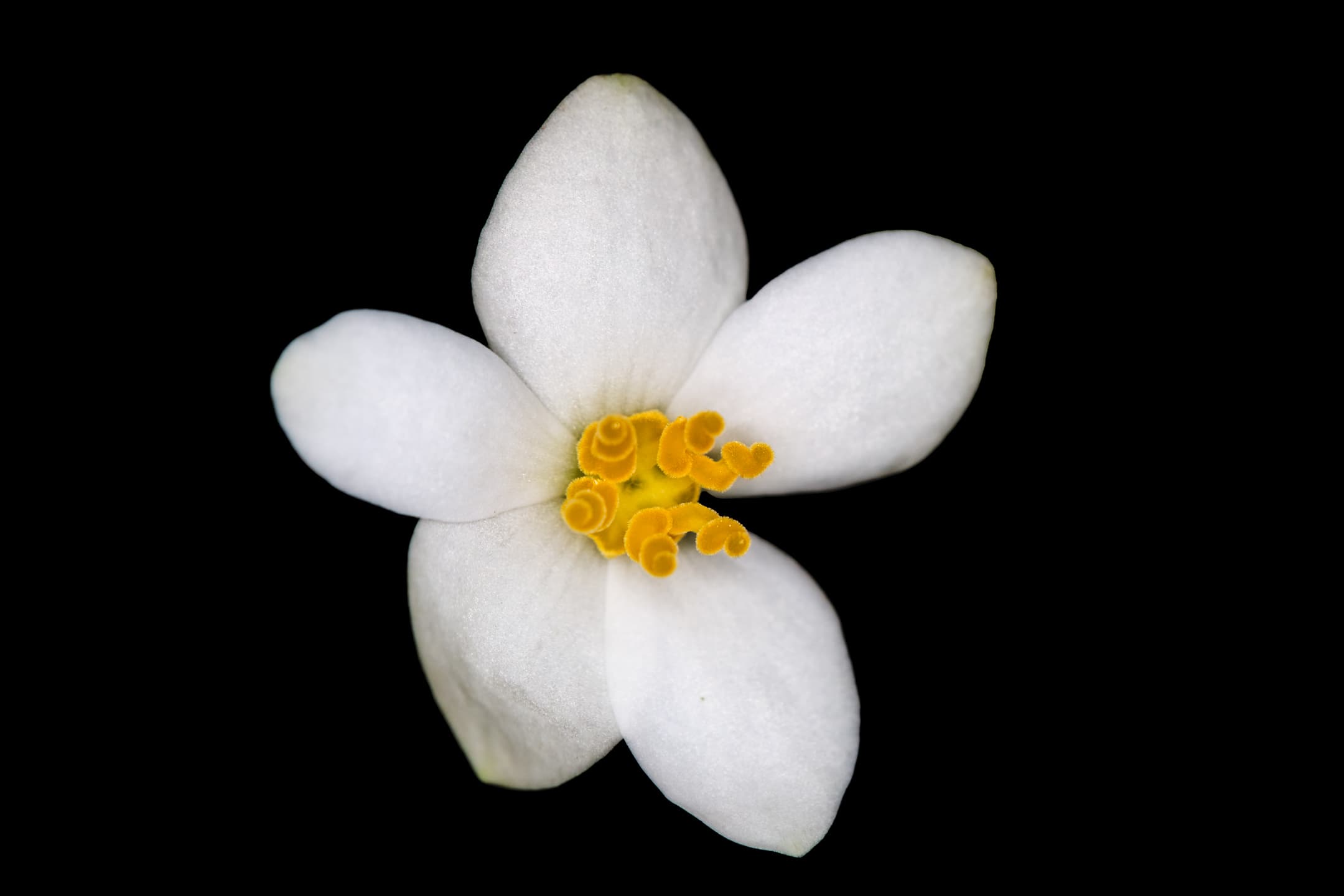 Close-up of Begonia interspecific