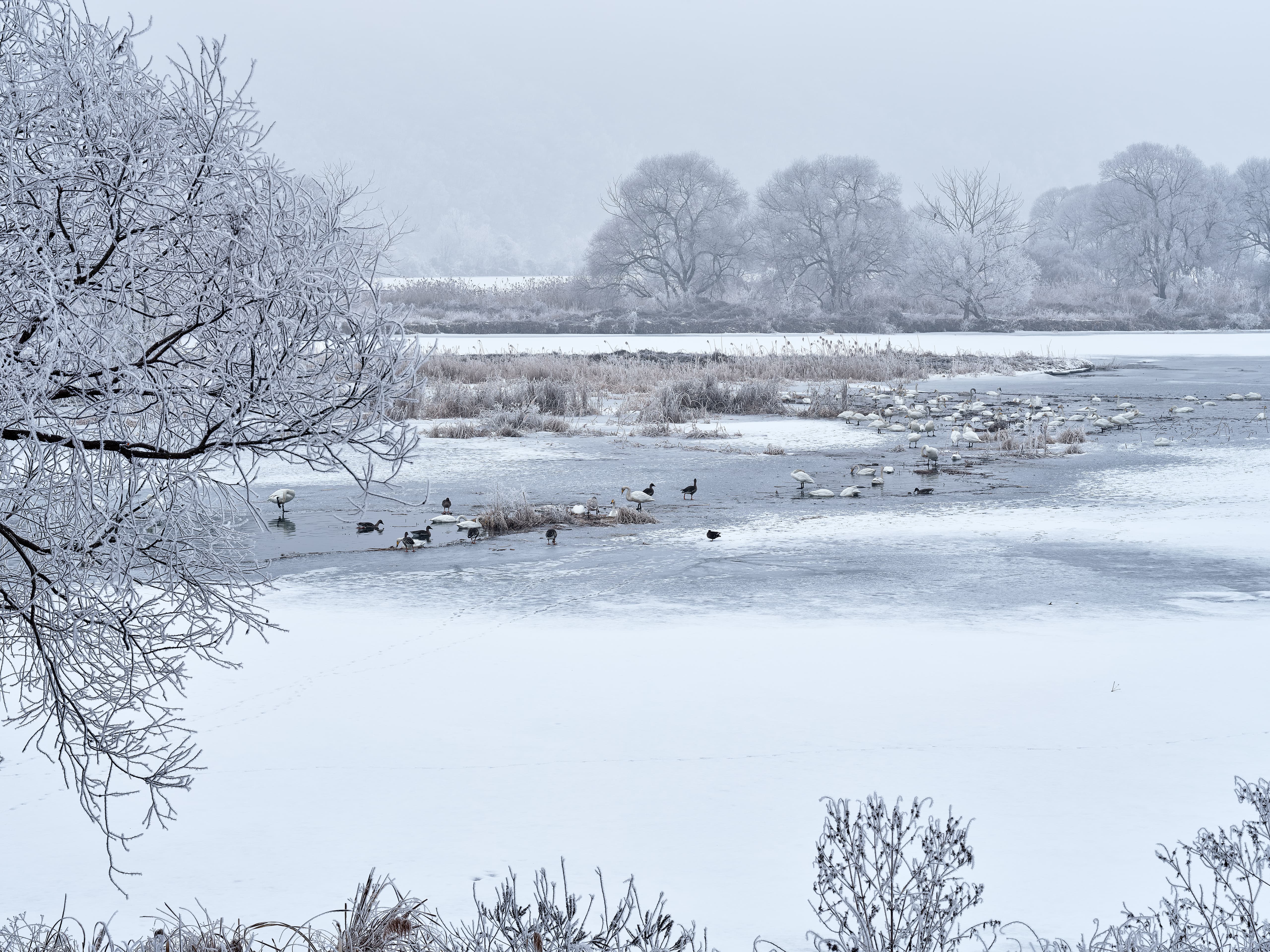 Winter Haven for Birds at Gyeongancheon Park