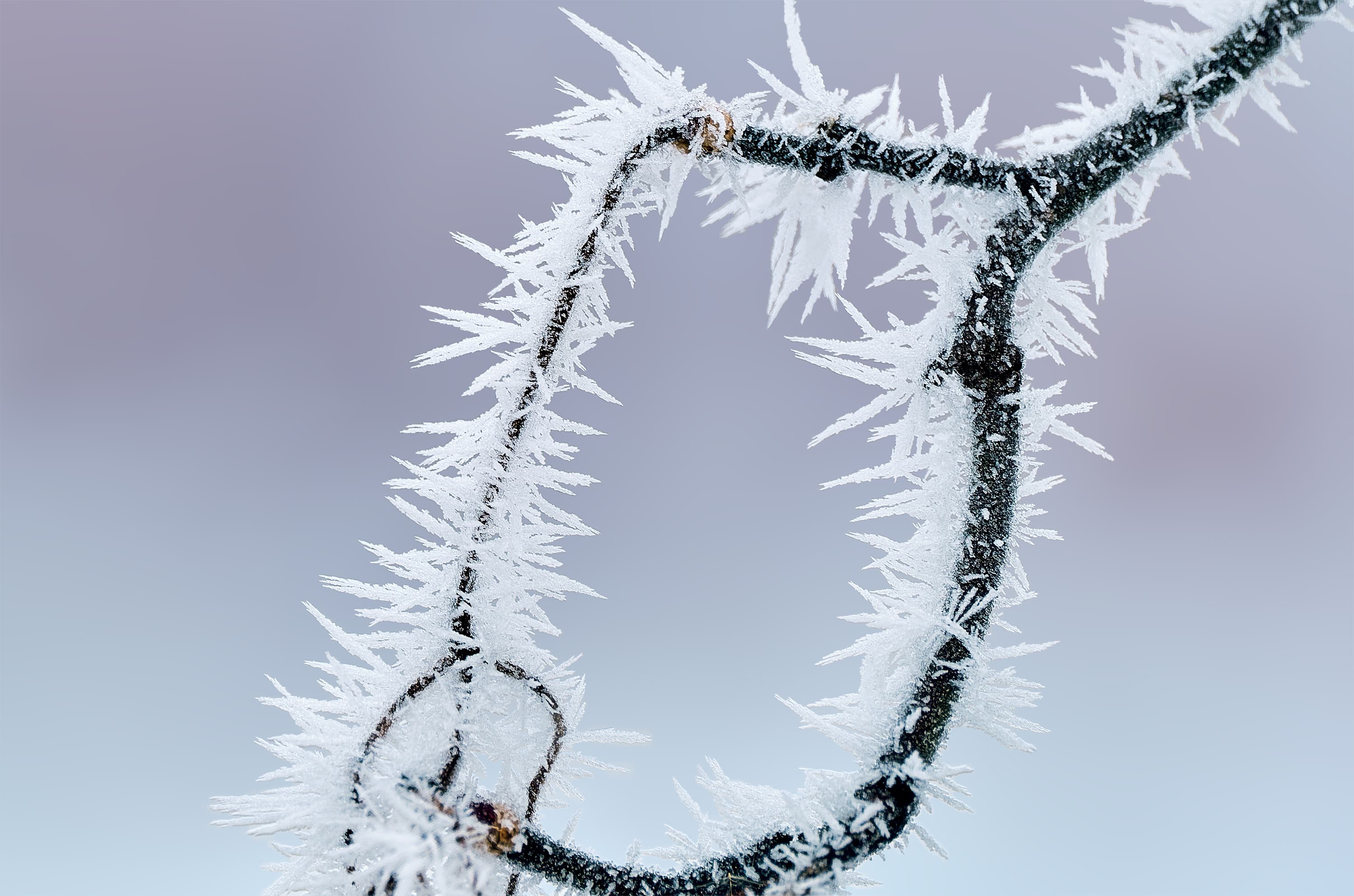 A Frosted Branch in Winter