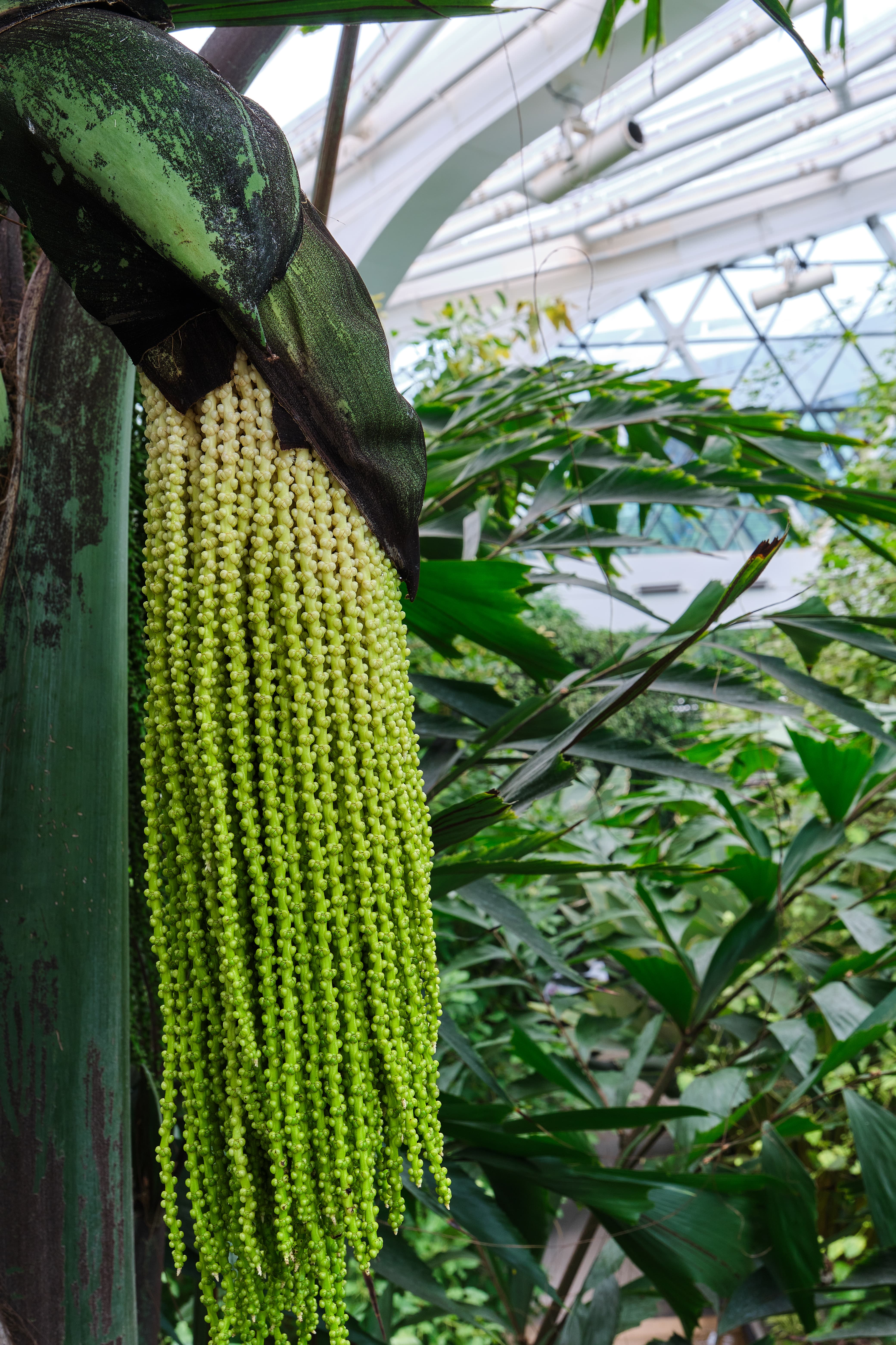 Close-up of a caryota urens