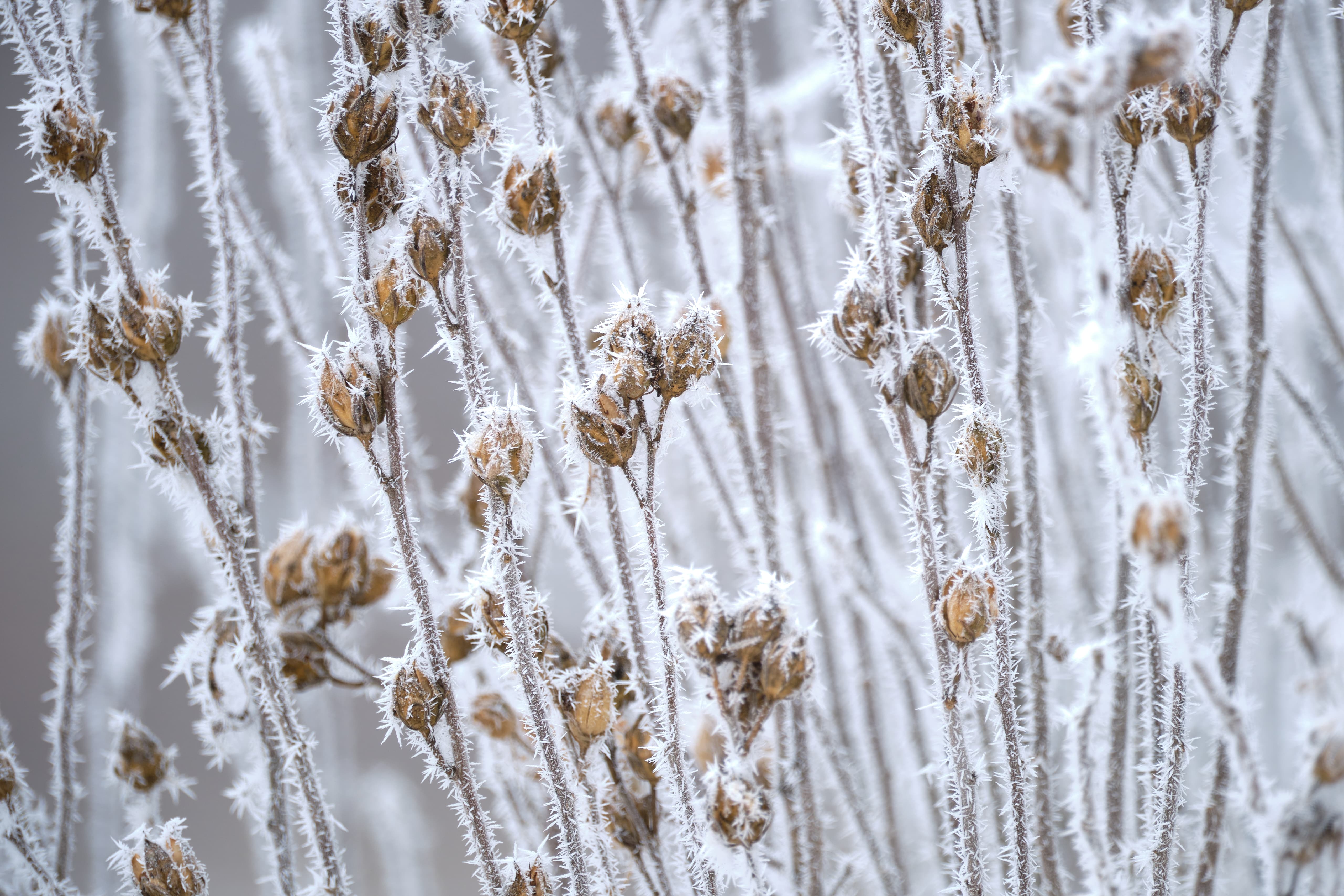 Frosted Reeds by the Riverside