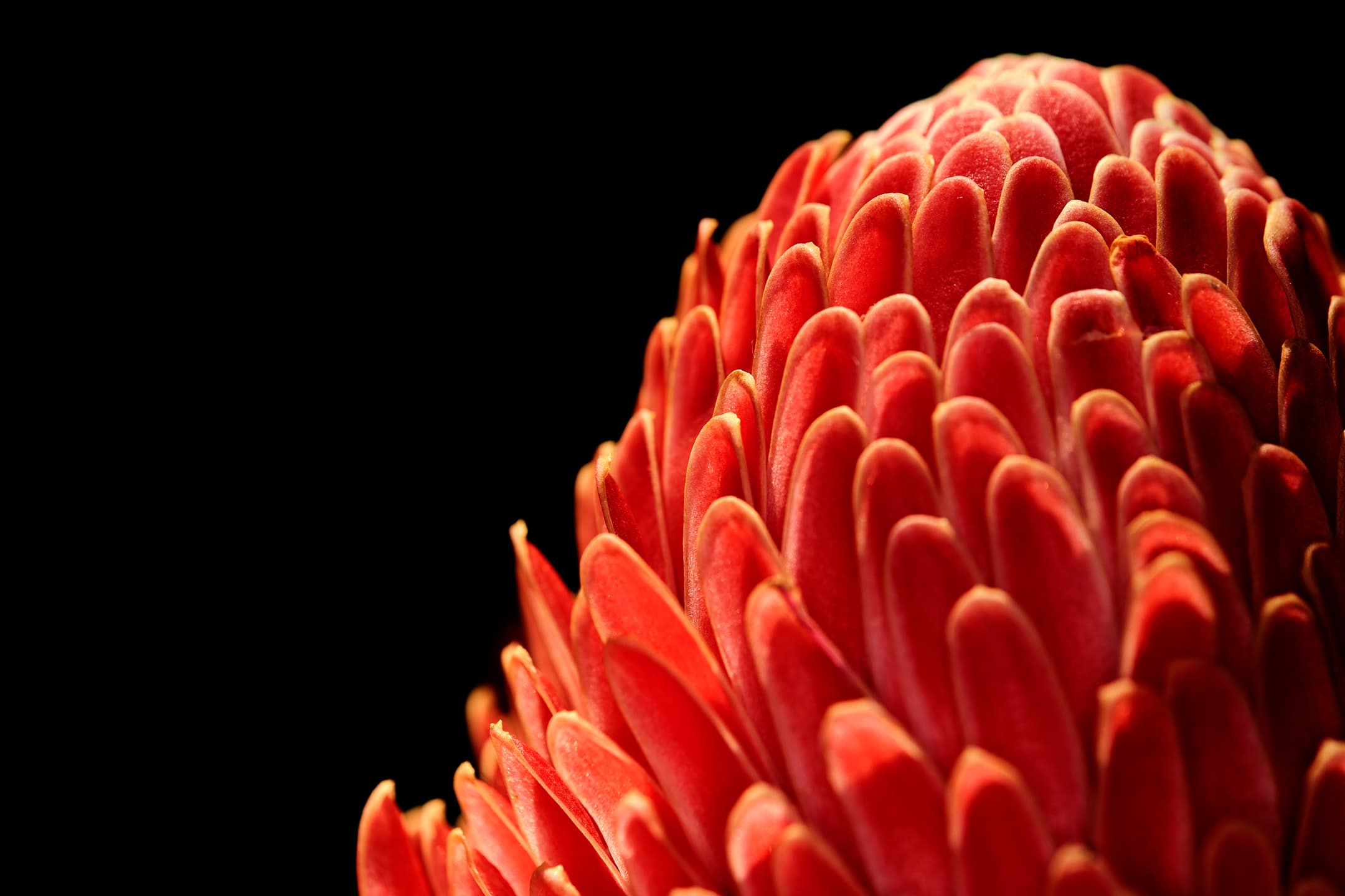 Close-up of Etlingera elatior