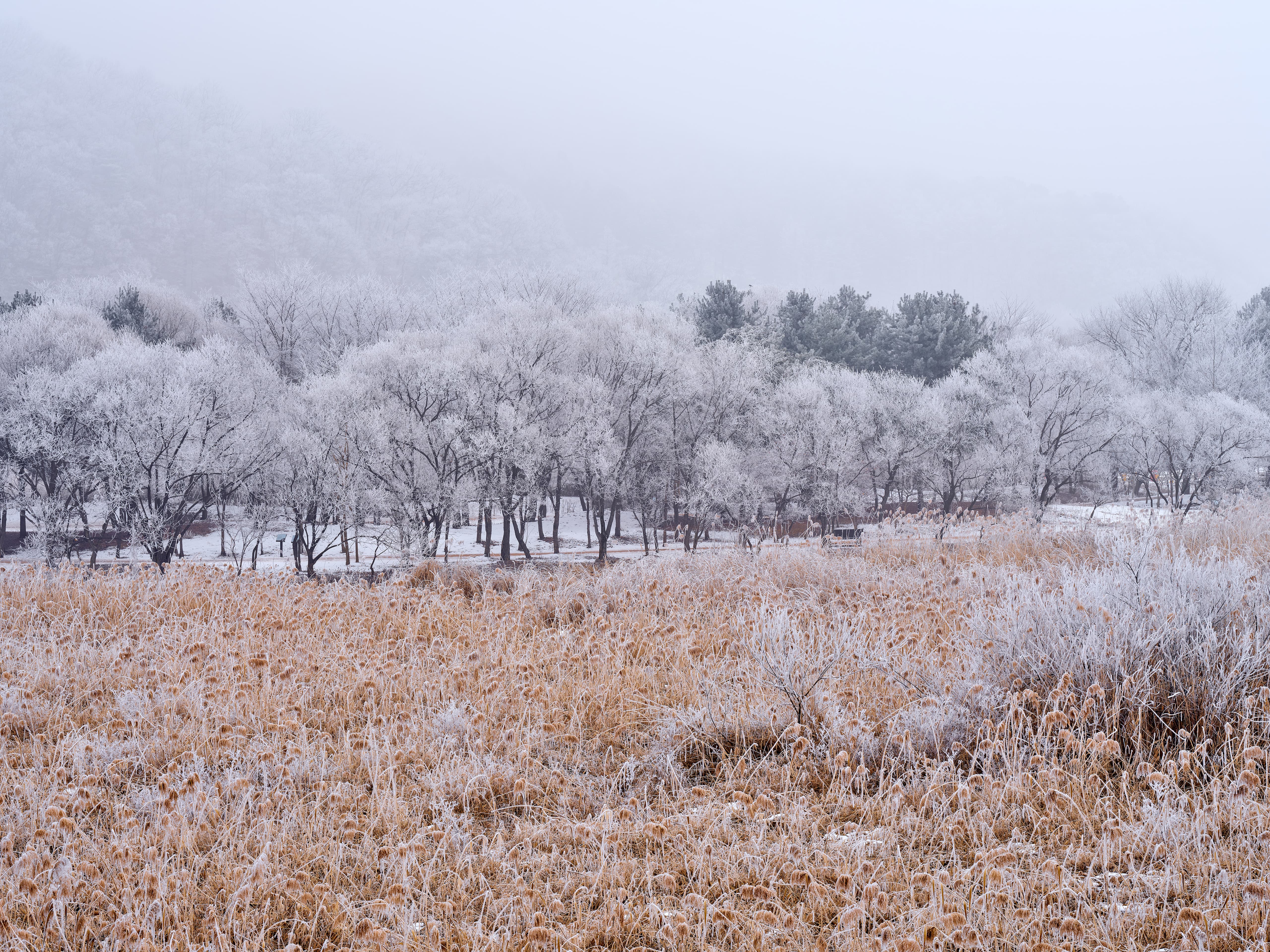 Frost-Covered Landscape in Gyeongancheon Park