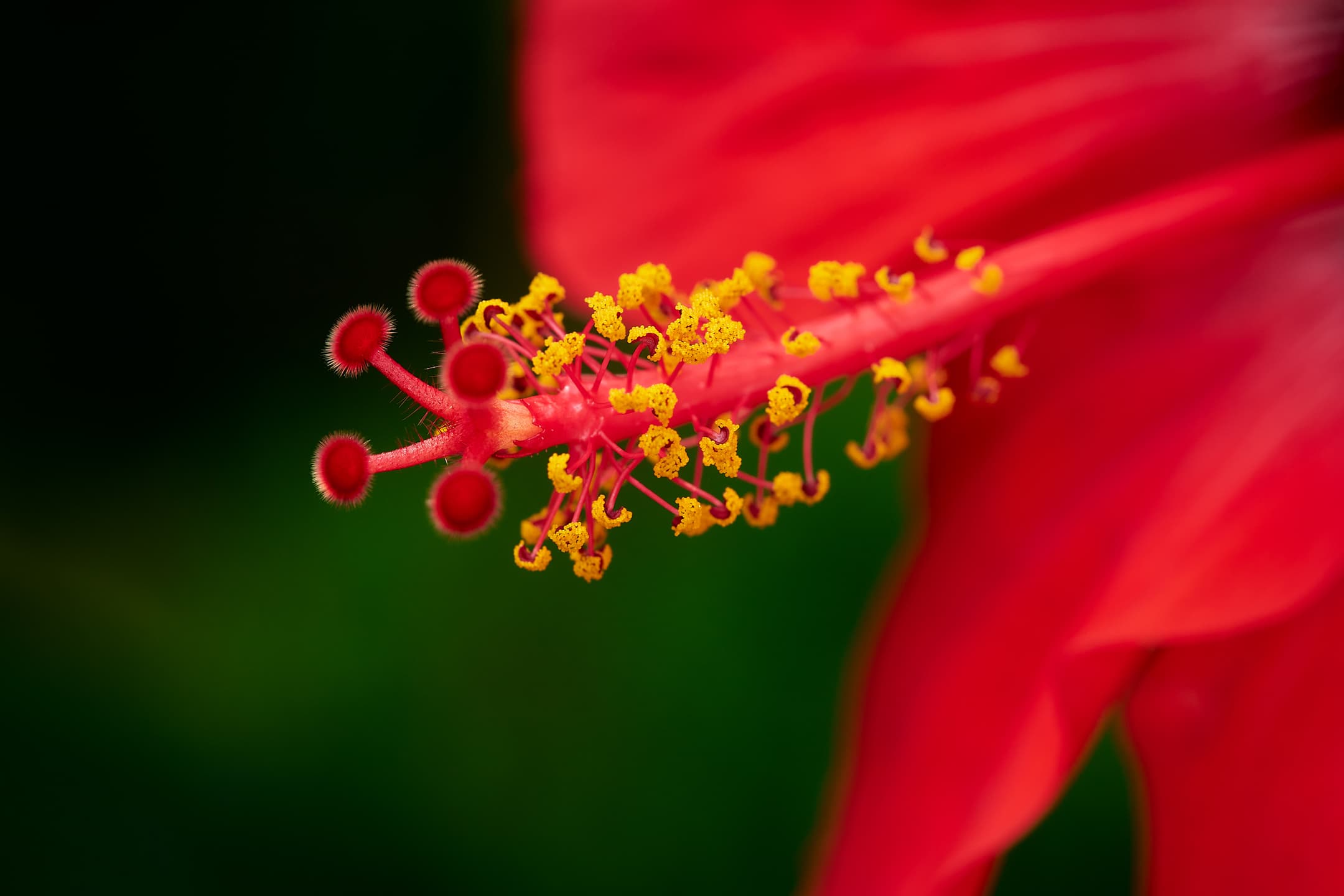 Close-up of a Hibiscus rosa-sinensis