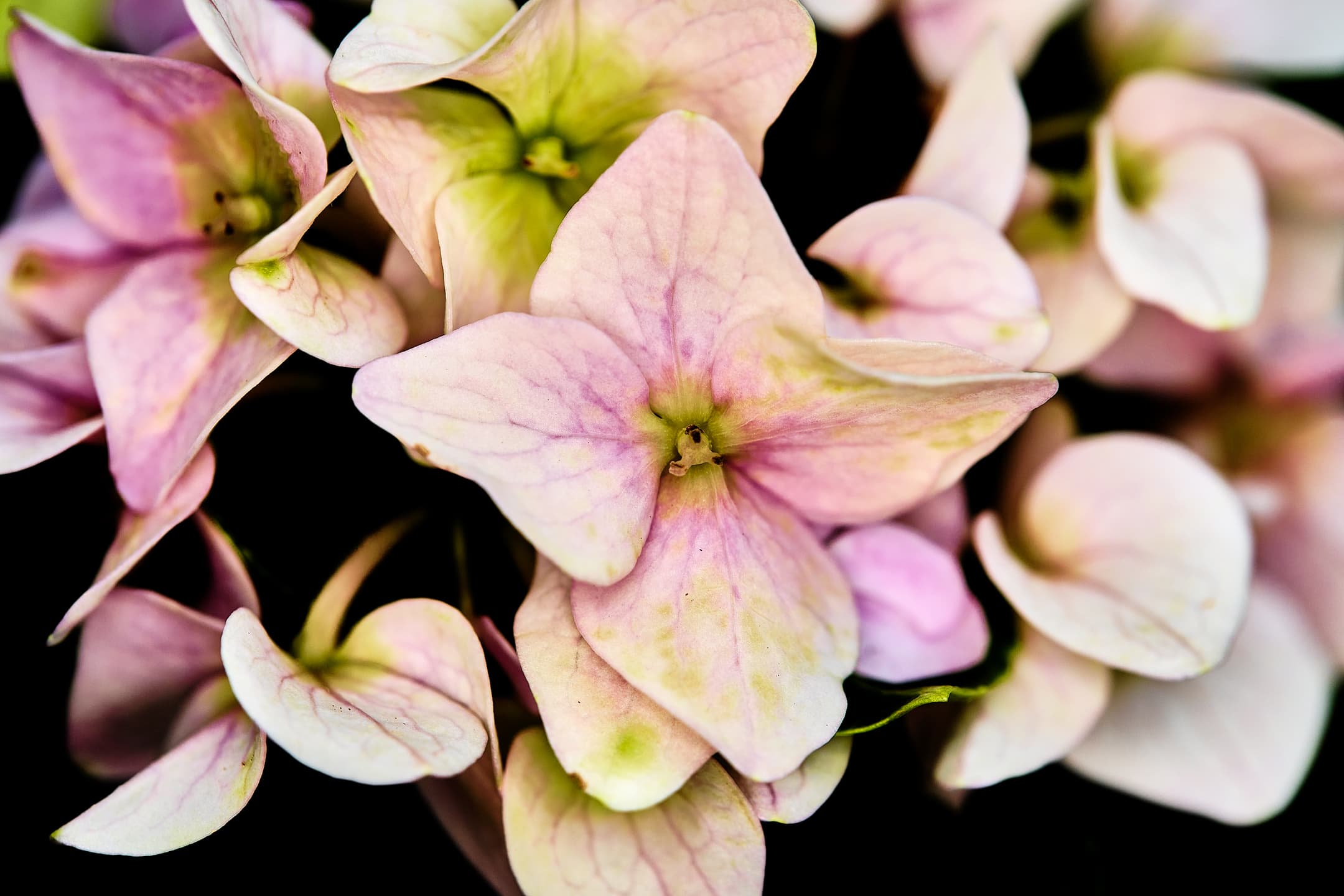 Close-up of various Hydrangea macrophylla