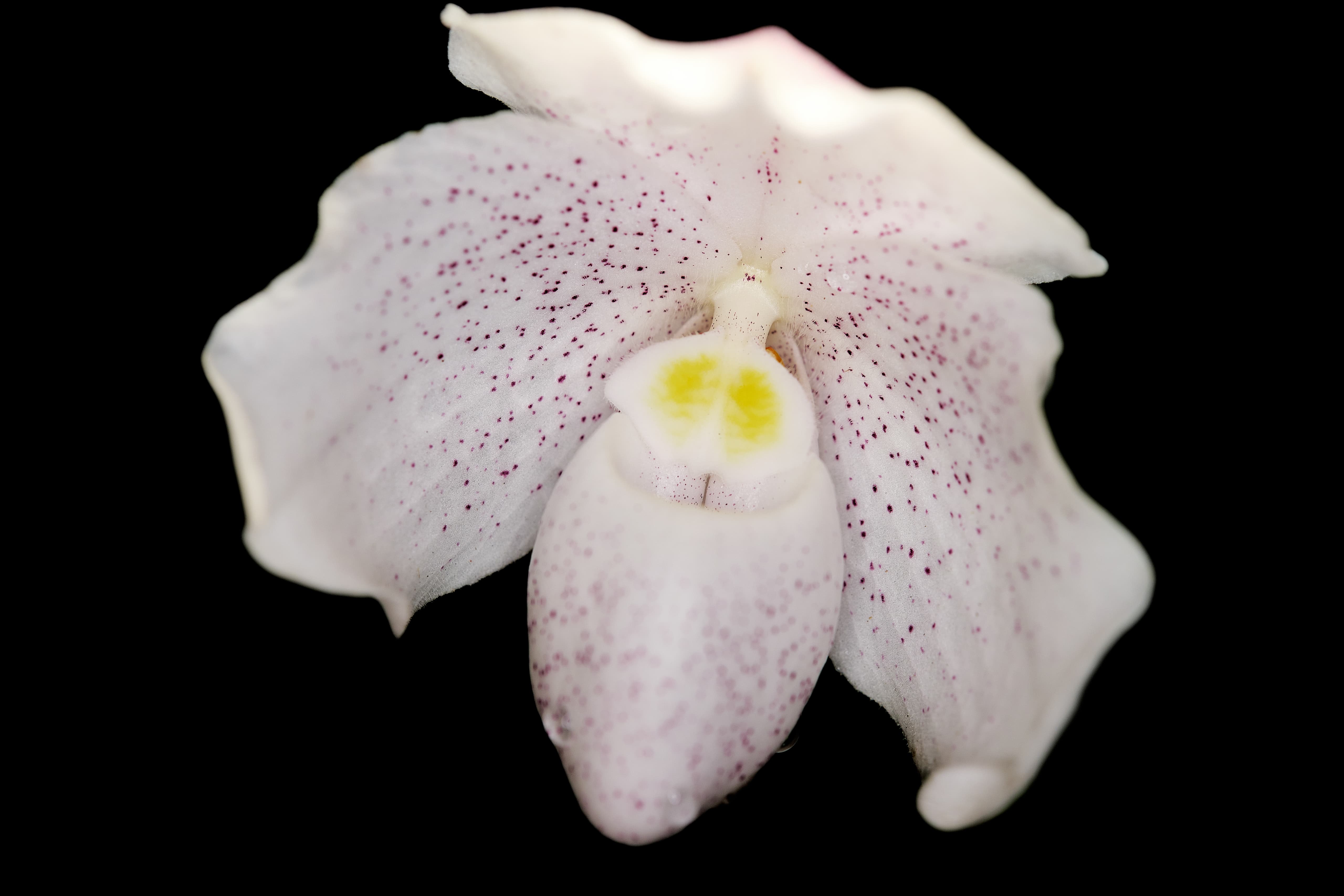 Close-up of Paphiopedilum niveum