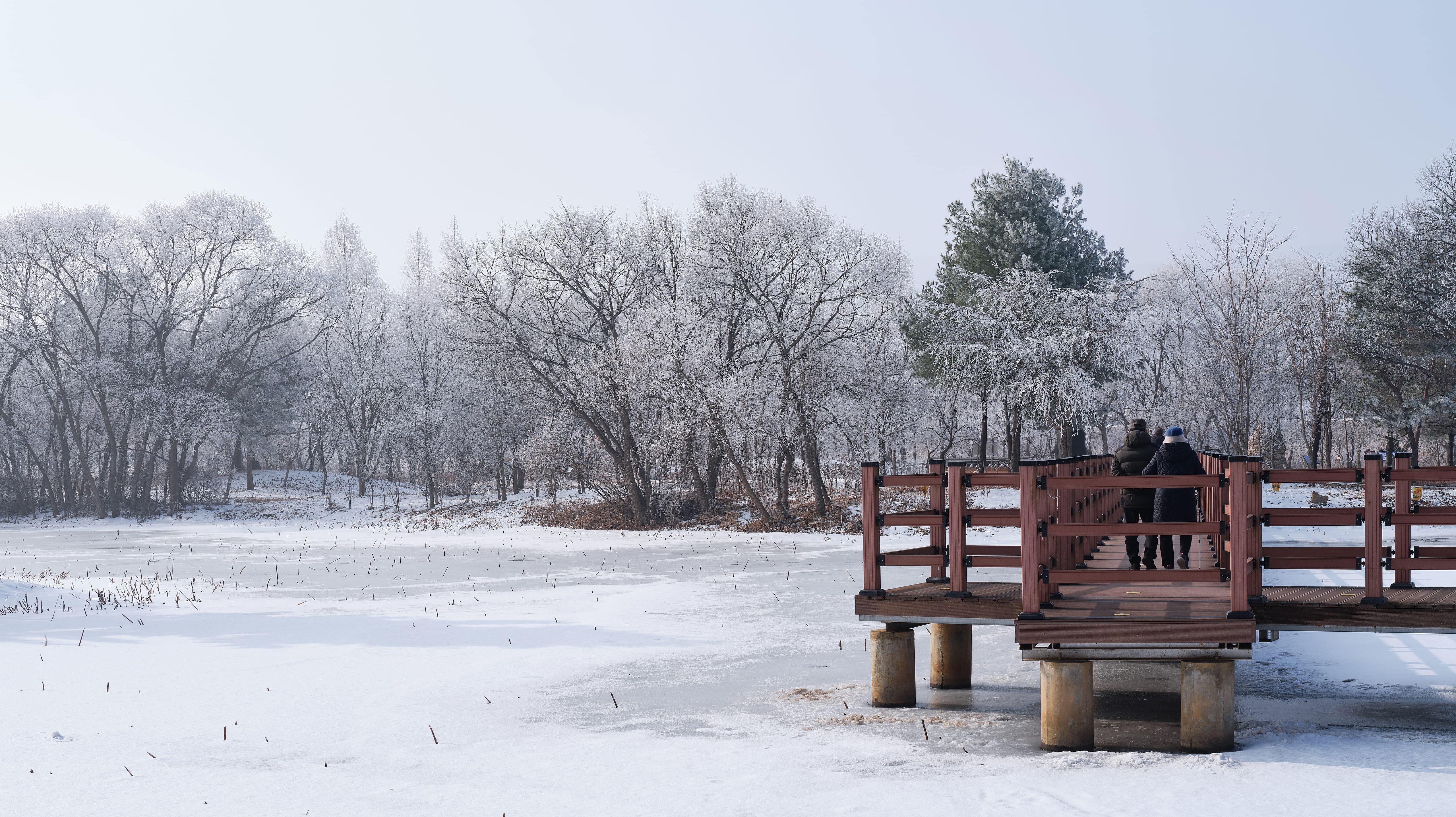 Frozen Waters and Frosted Trees in Gyeongancheon