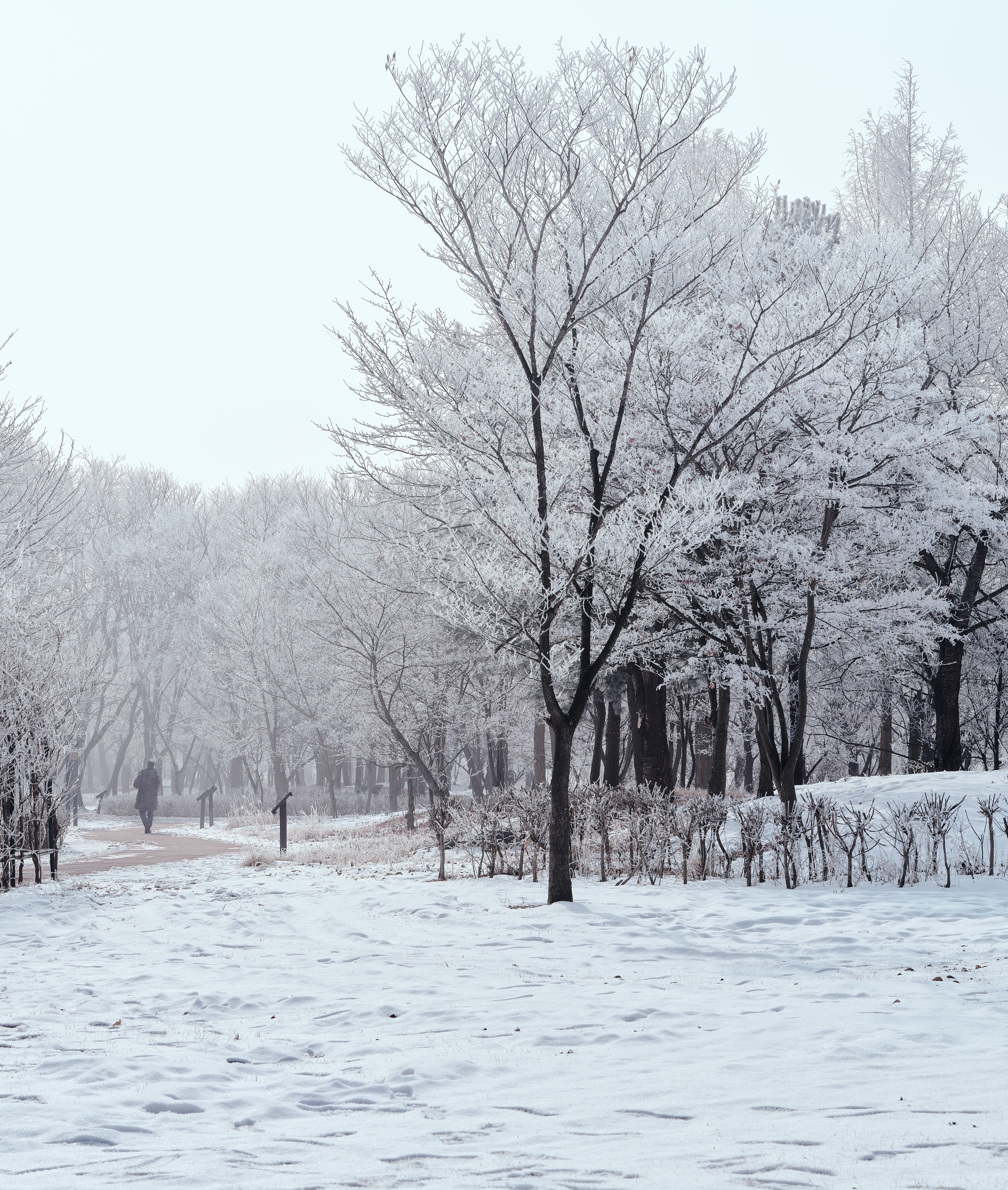 A single figure walks along a snow-covered pathway lined with trees wrapped in delicate frost