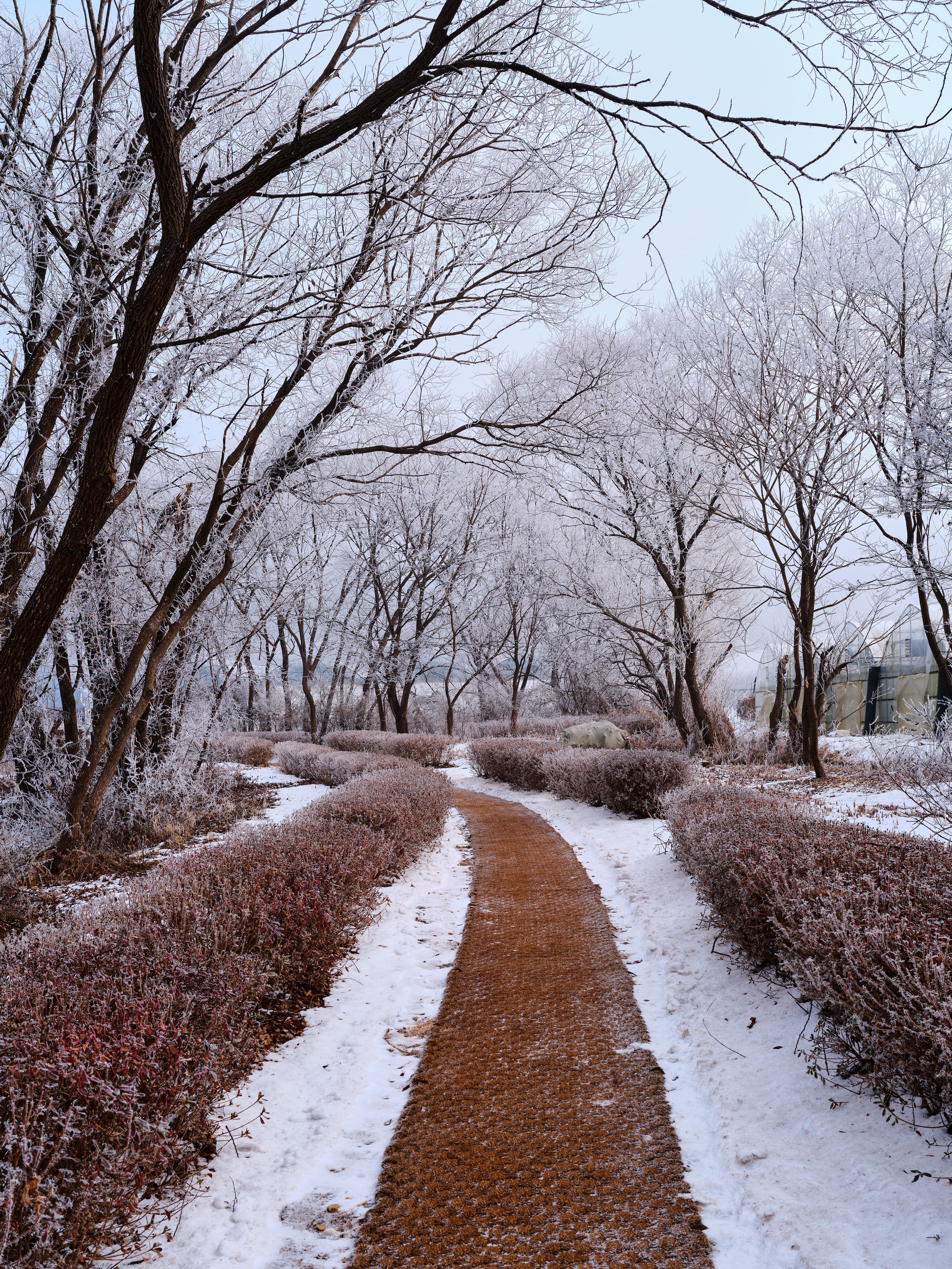 Red-brown path winding through Gyeongancheon Park in Korea
