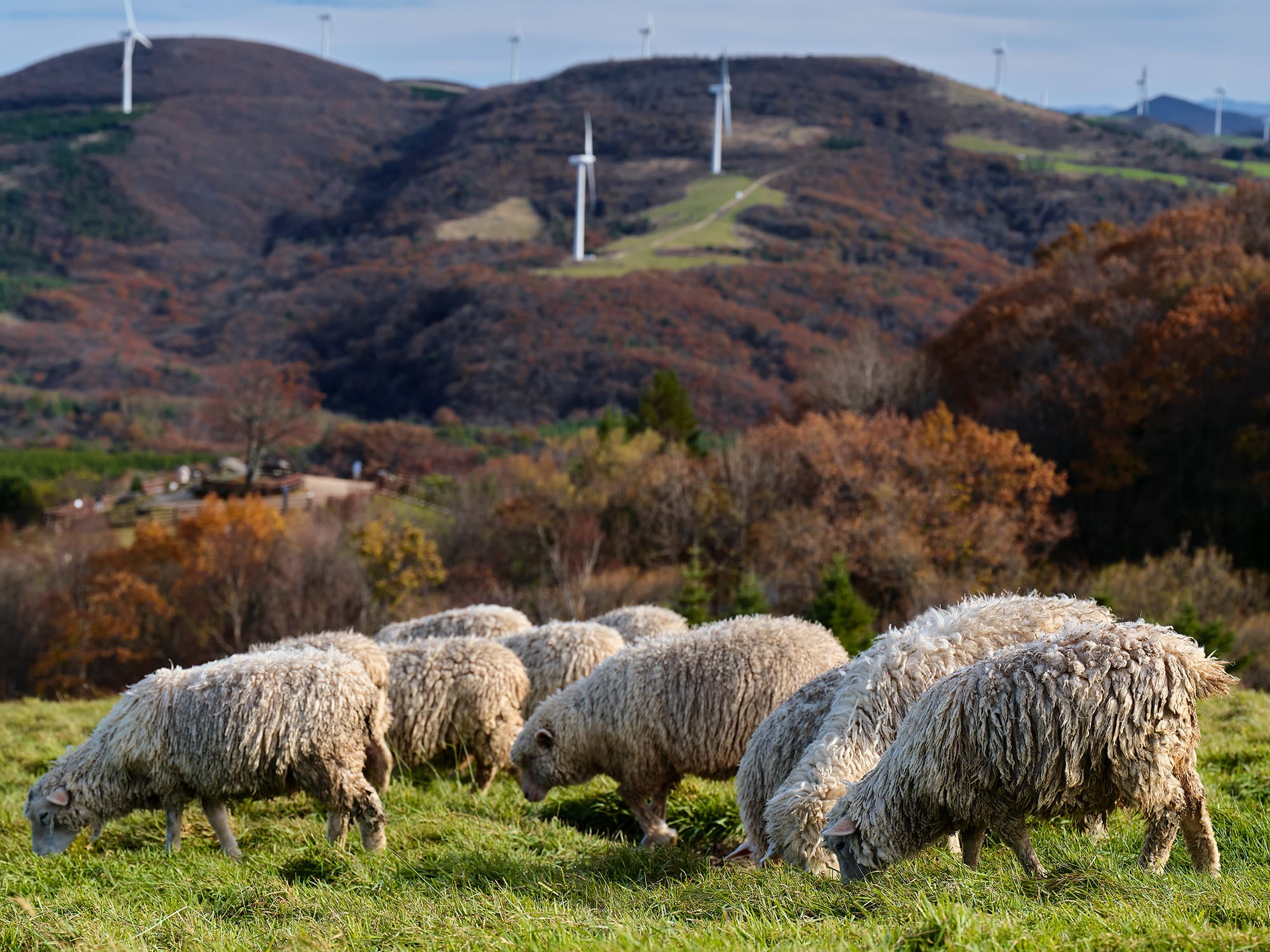 Single sheep standing in a grassy field at Samyang Ranch under bright sunlight.