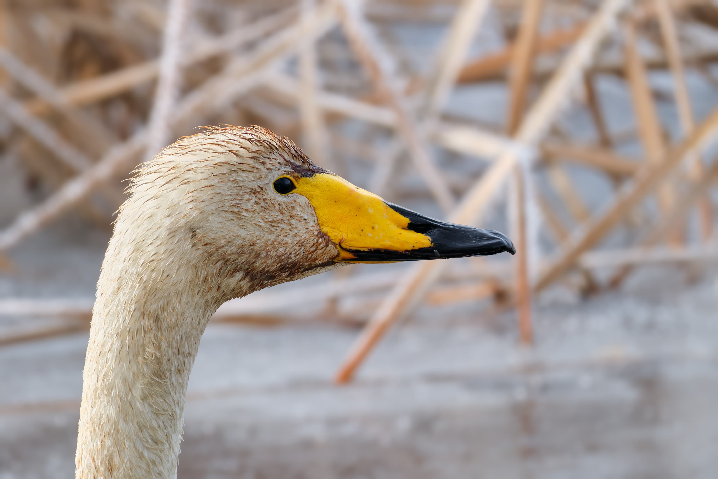 Swan Profile with Frosty Background