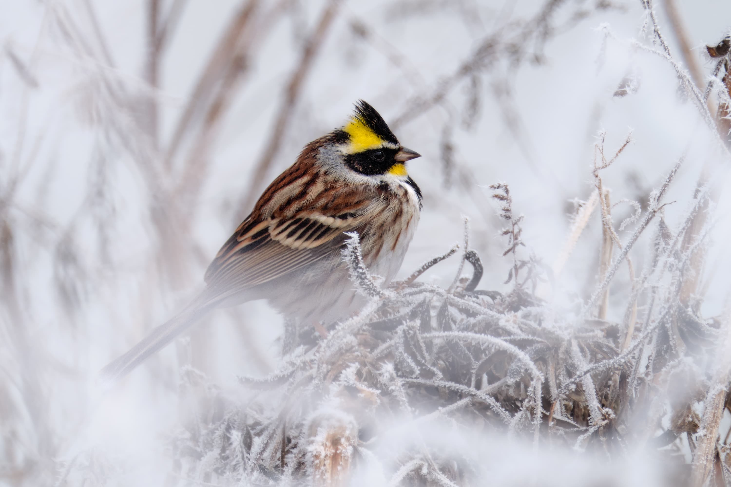 Yellow-Throated Bunting Among Frosted Branches