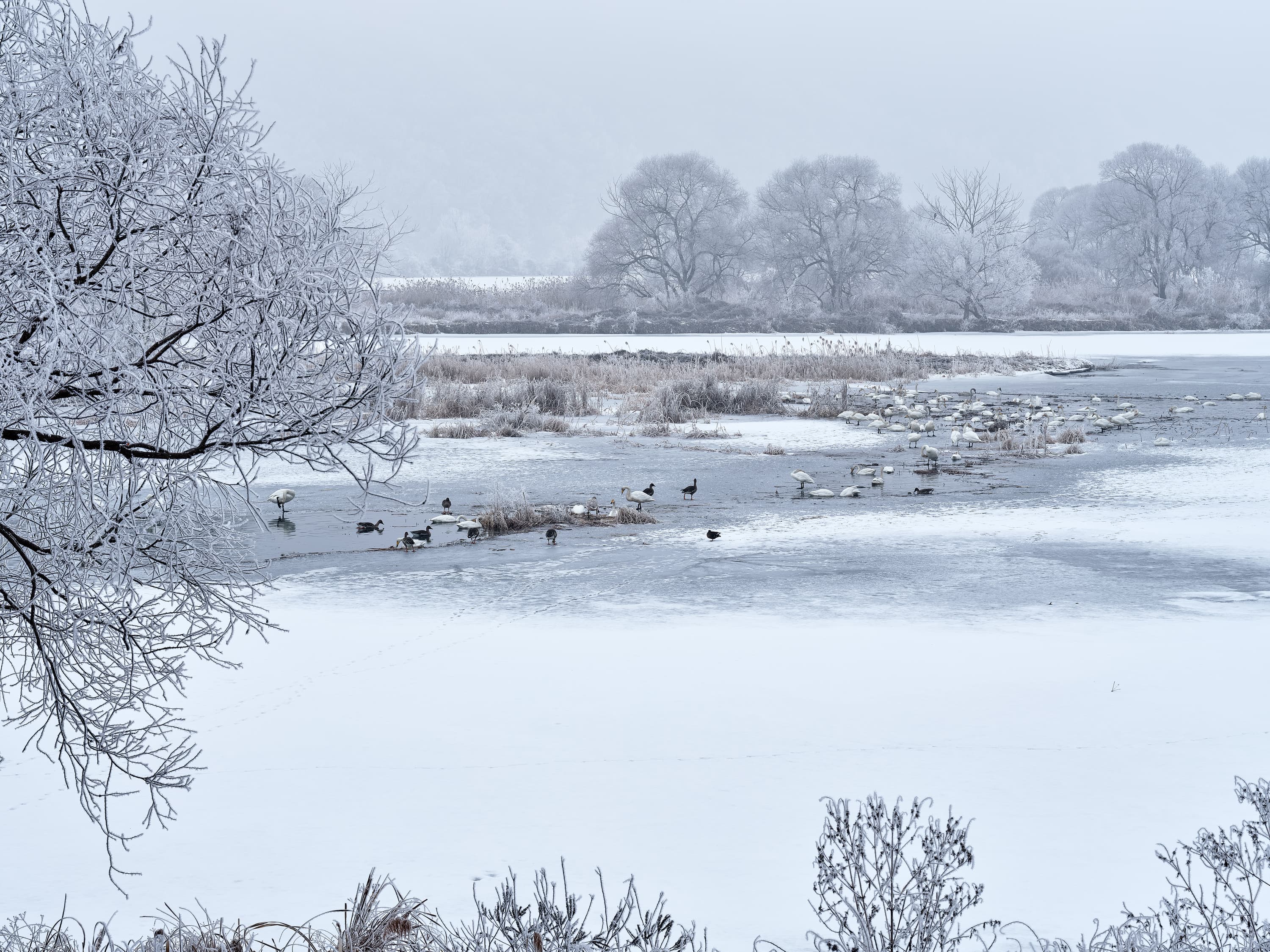 Winter Haven for Birds at Gyeongancheon Park