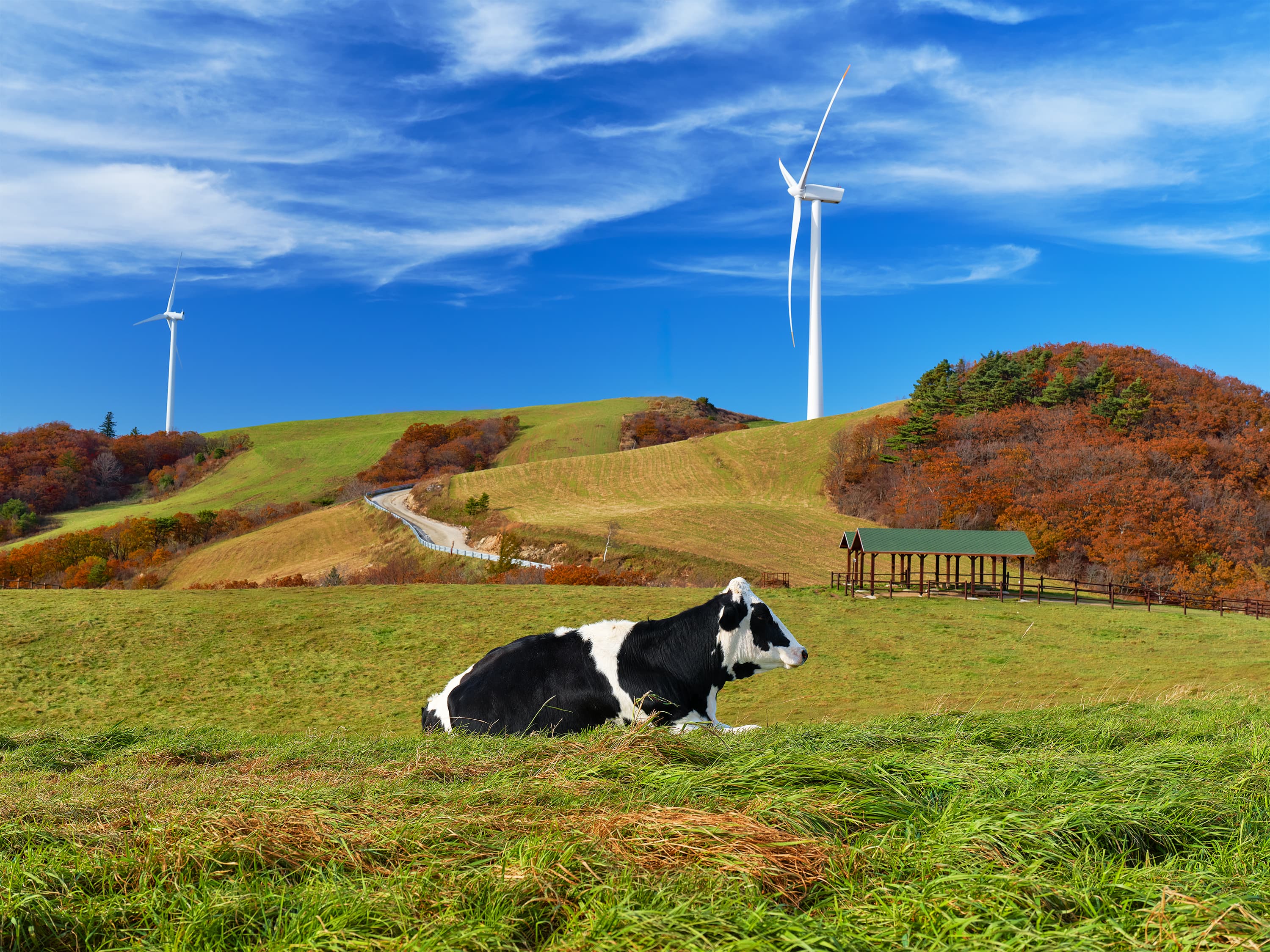 Cow lying on green grass at Samyang Ranch, with autumn-colored hills, wind turbines, and a clear blue sky in the background.