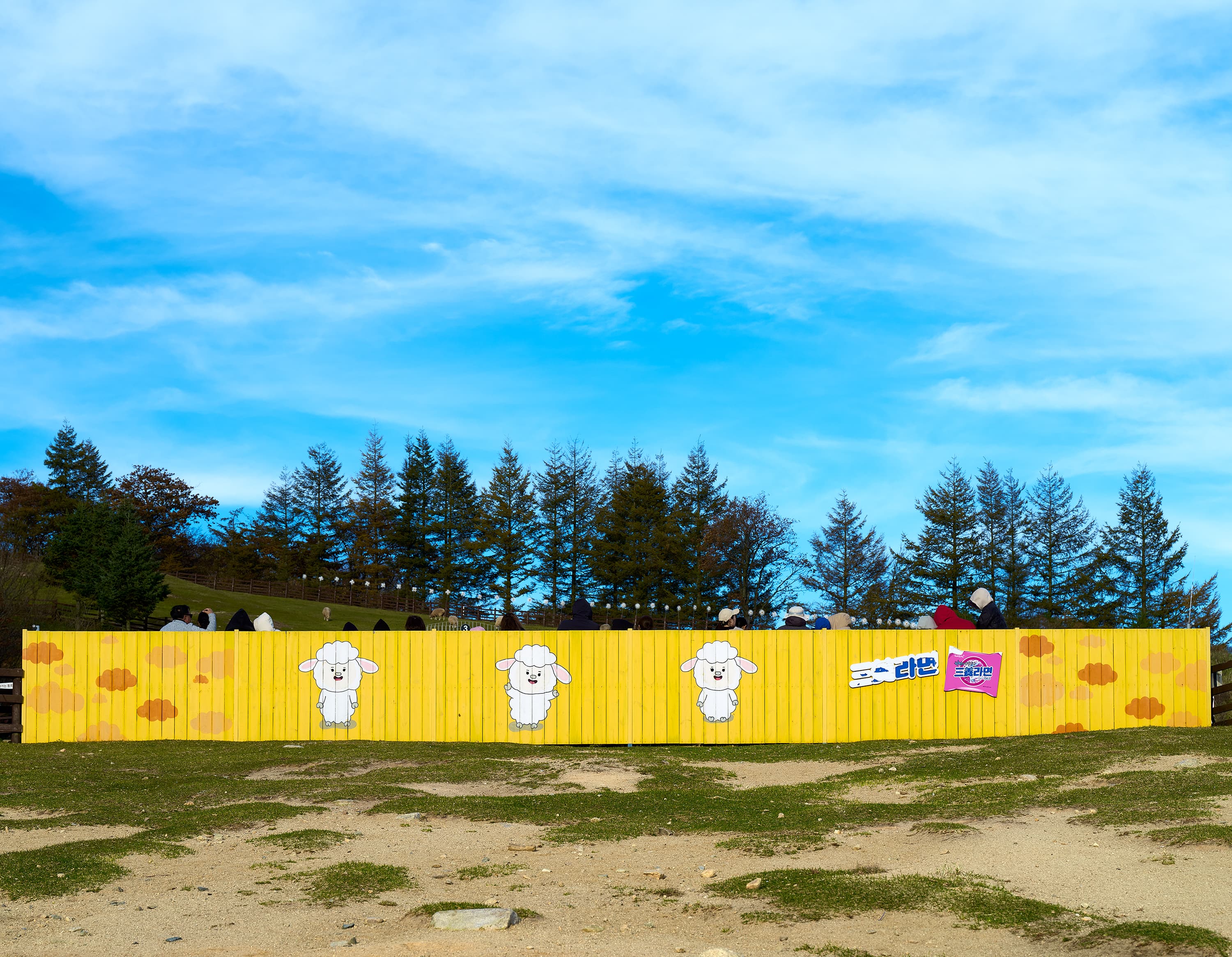 Yellow fence with cartoon sheep illustrations at Samyang Ranch, with visitors and tall trees in the background under a bright sky.