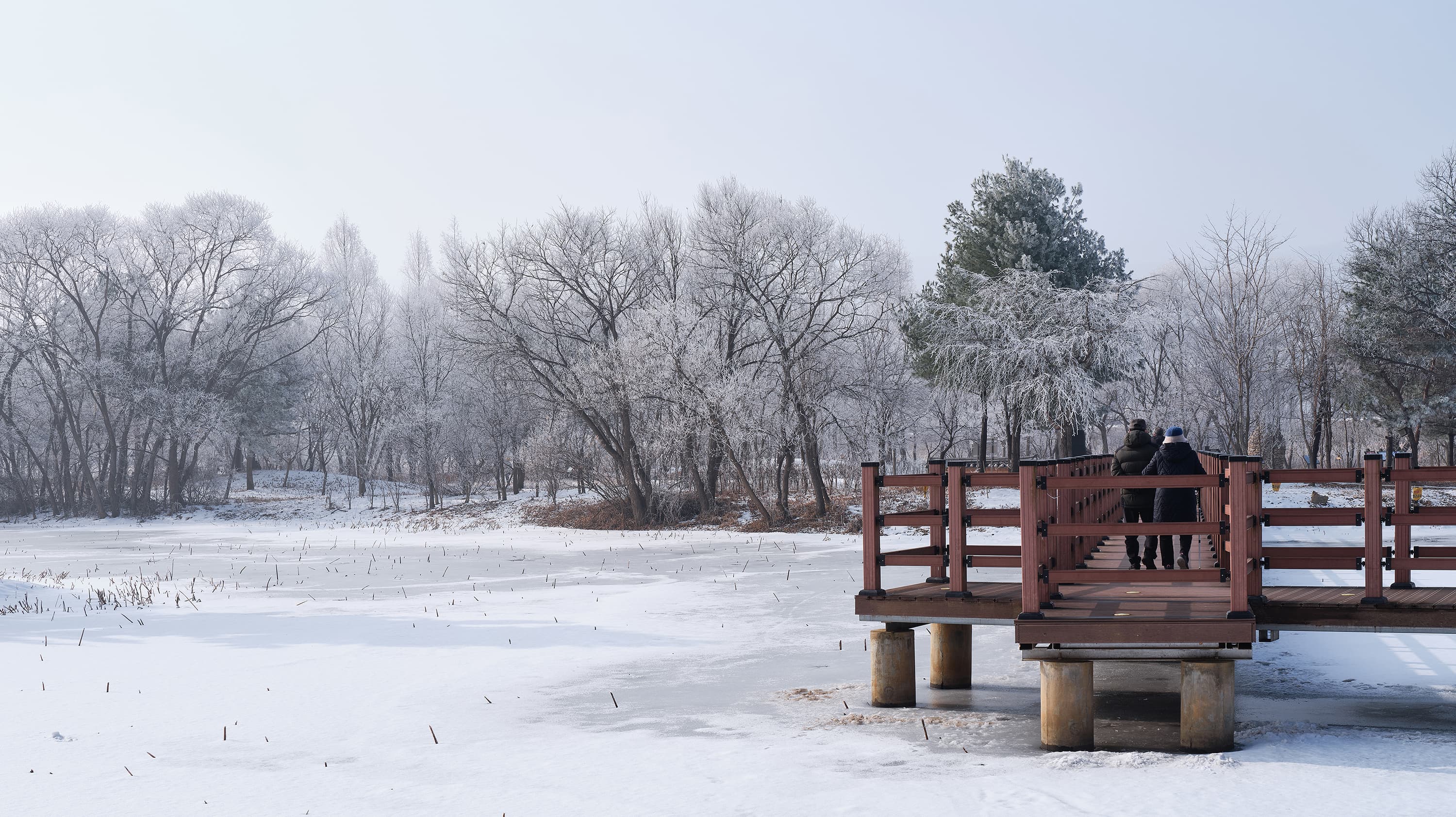 Frozen Waters and Frosted Trees in Gyeongancheon
