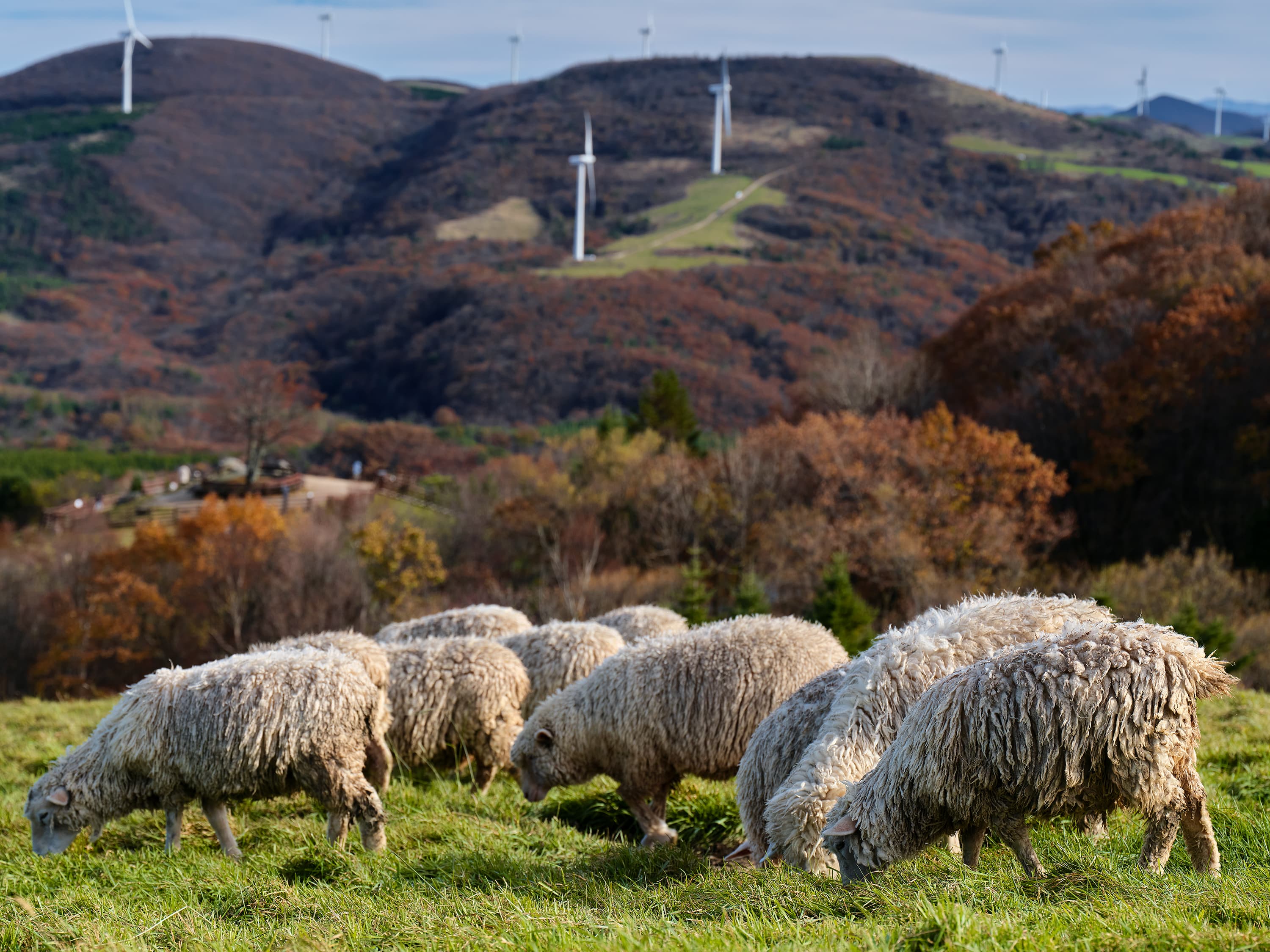 Sheep grazing on green grass at Samyang Ranch with autumn trees and wind turbines in the background.