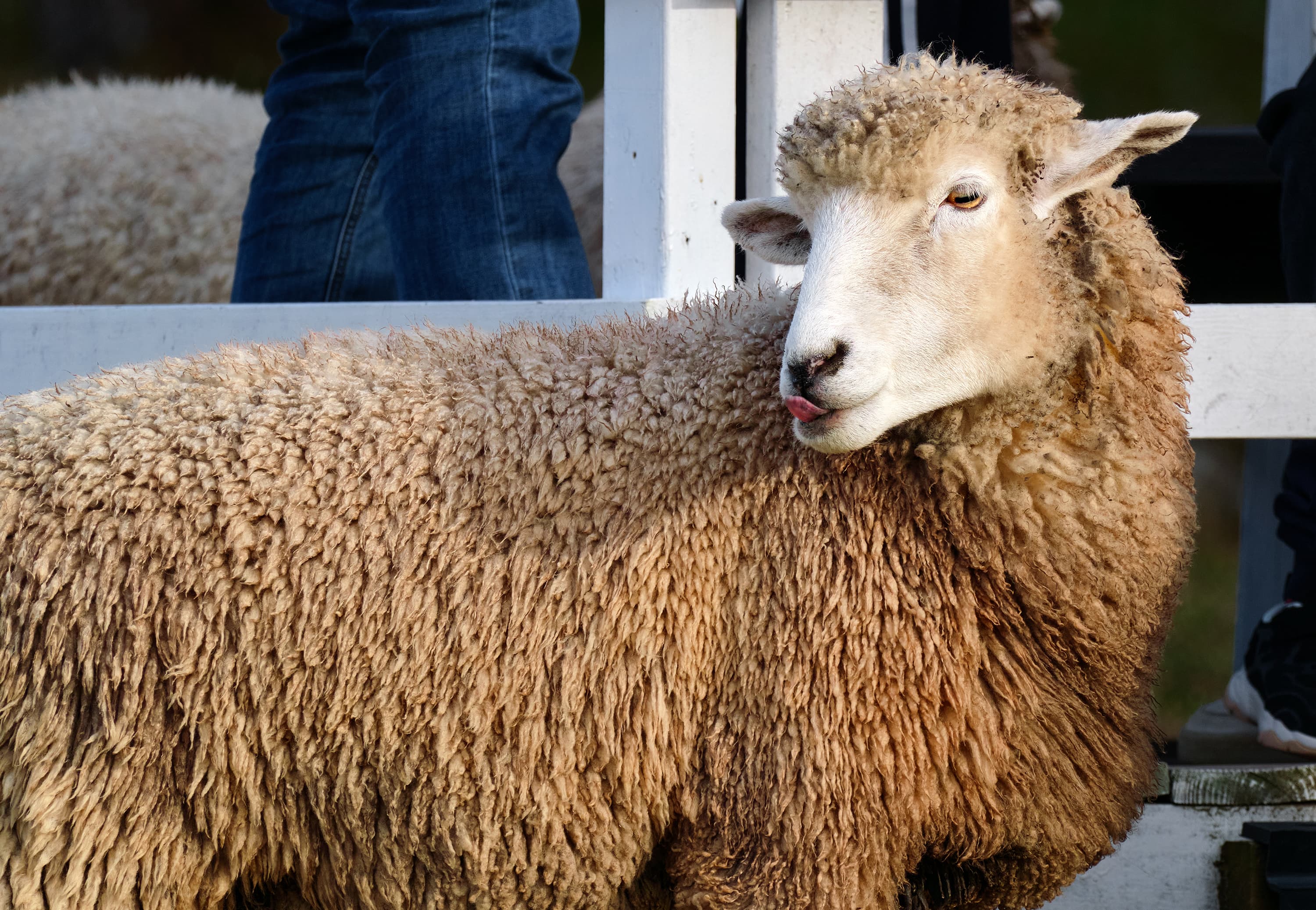 Sheep with curly wool standing behind a white fence at Samyang Ranch, sticking its tongue out playfully.