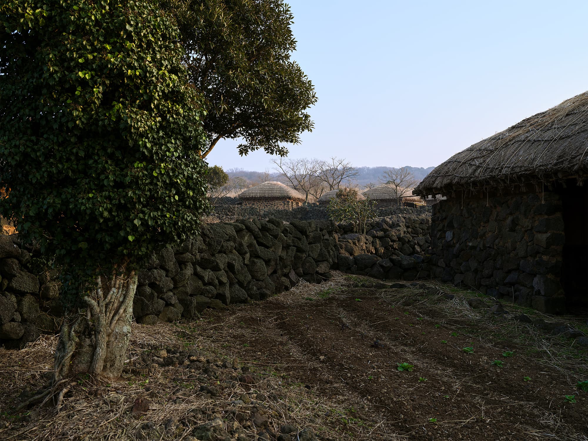 Thatched-roof houses and dry-stacked basalt walls with a tree in the foreground, early morning light