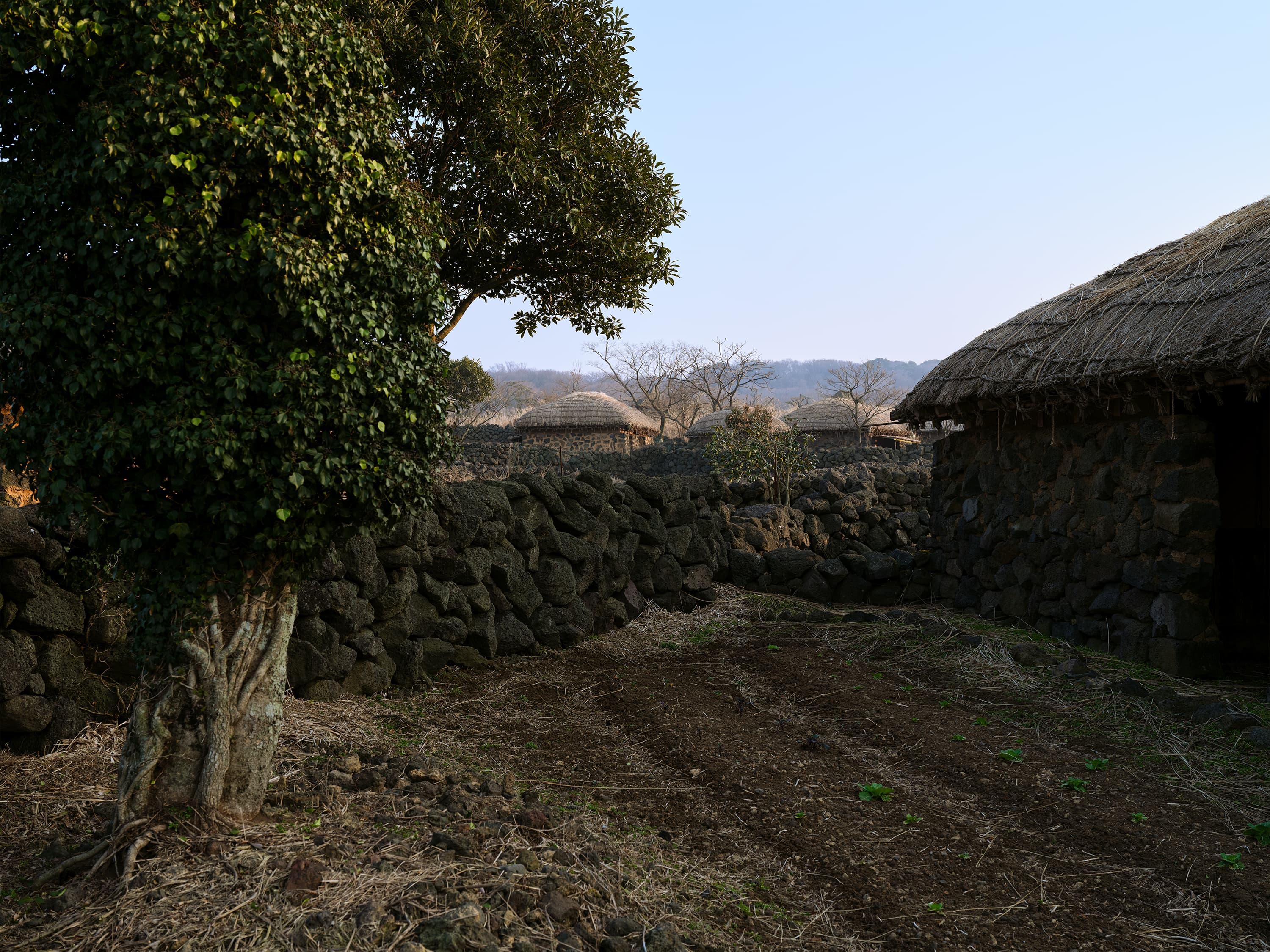 Thatched-roof houses and dry-stacked basalt walls with a tree in the foreground, early morning light